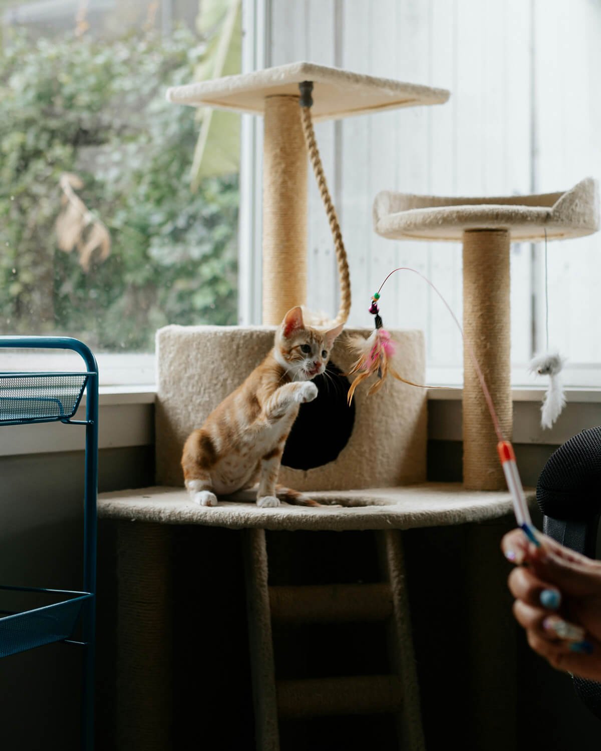 Playful cat enjoying personalized pet sitting in Aston, PA.