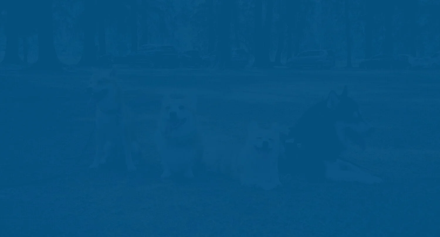 fivepaws-banner-1.jpg