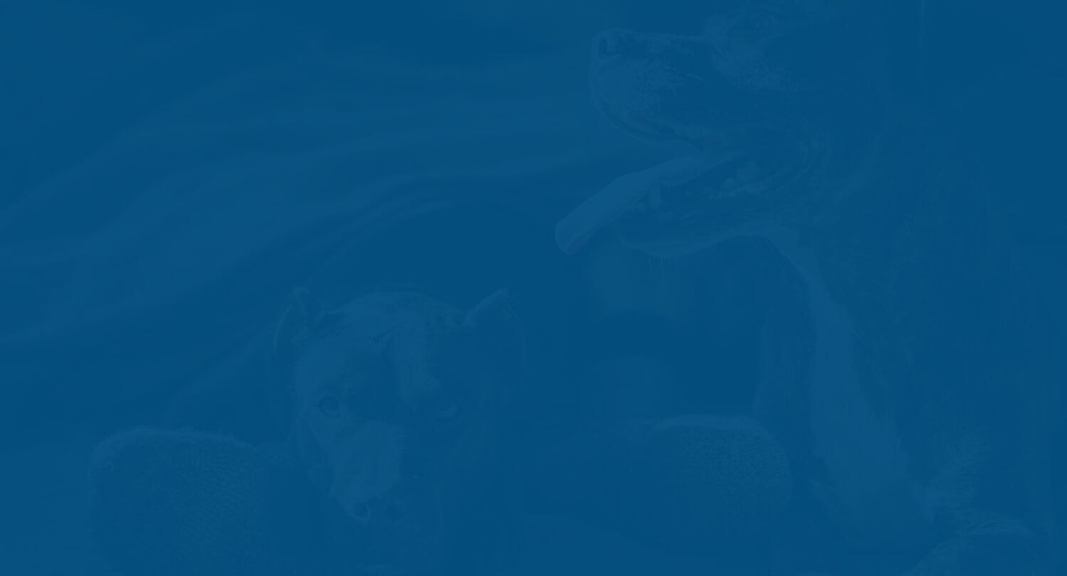 fivepaws-banner-2.jpg