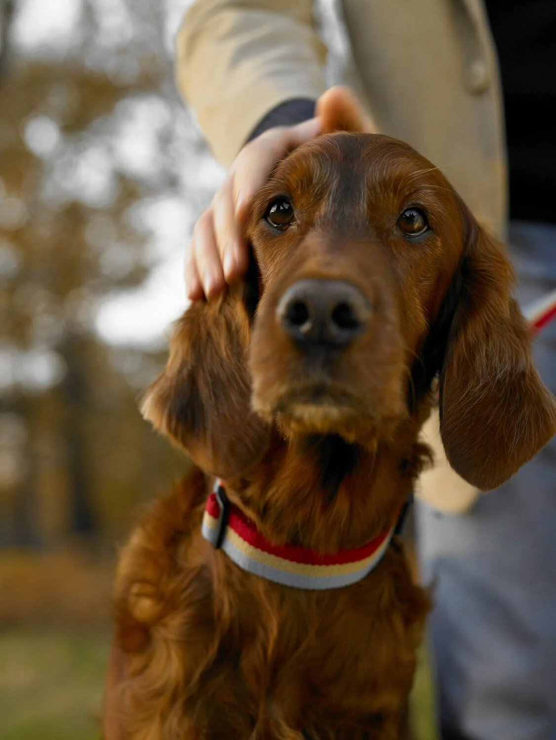 Happy companion dog in Broomall, PA enjoying professional pet care