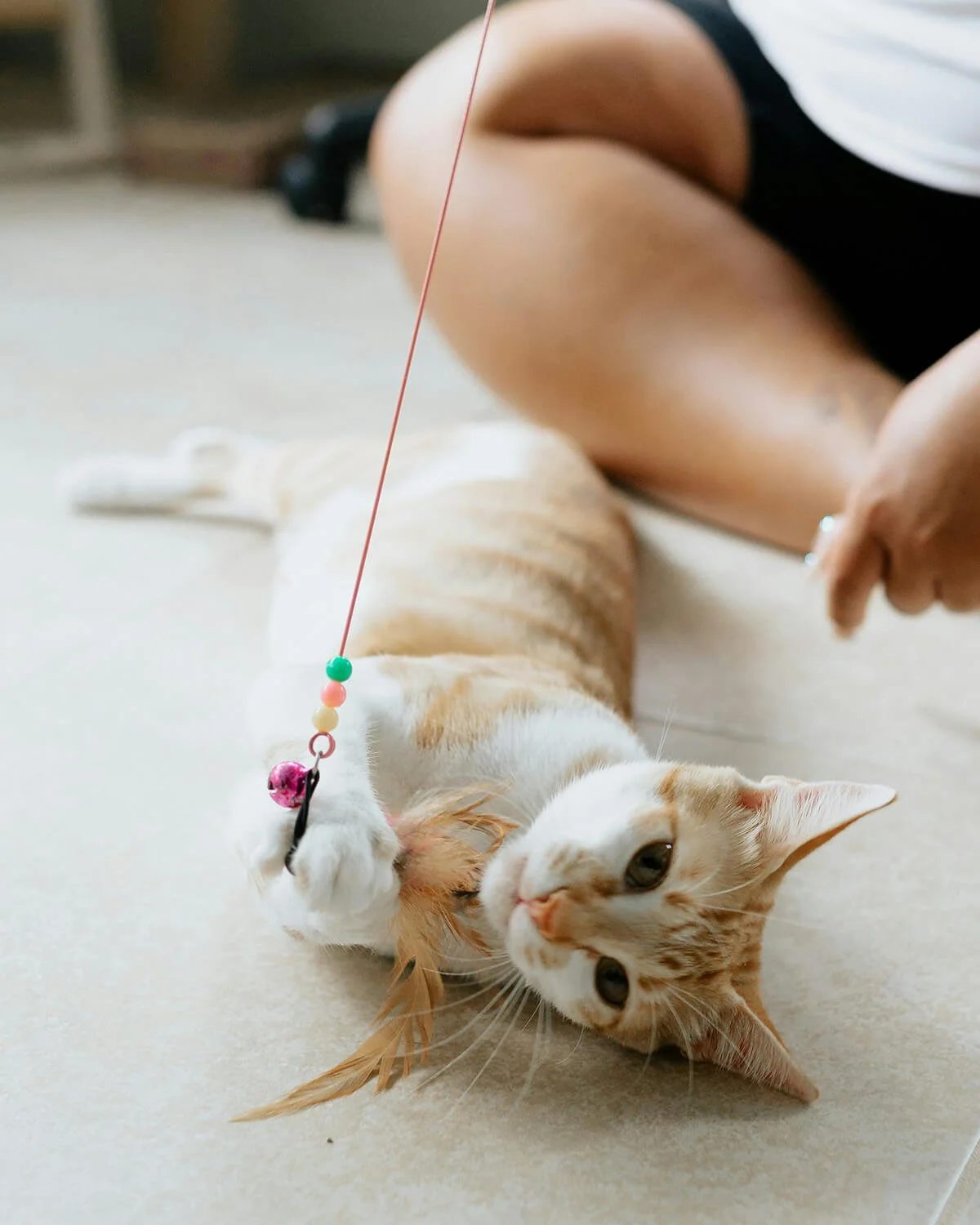 Friendly tabby cat enjoying personalized in-home care in Broomall, PA.