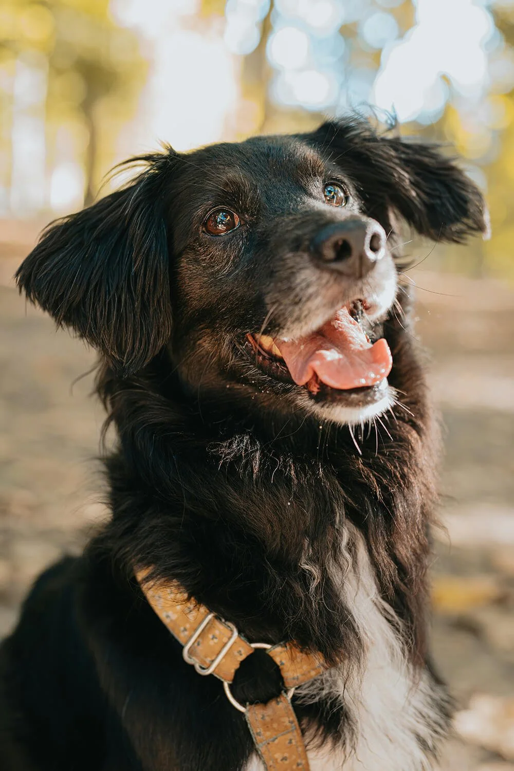 Smiling dog enjoying personalized dog walking service by Five Paws.