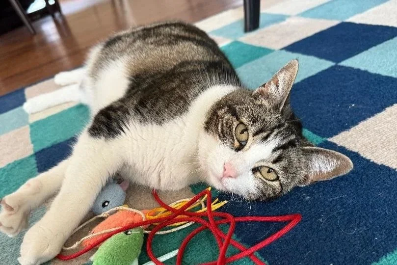 Calm indoor cat receiving personalized care from a Five Paws pet sitter