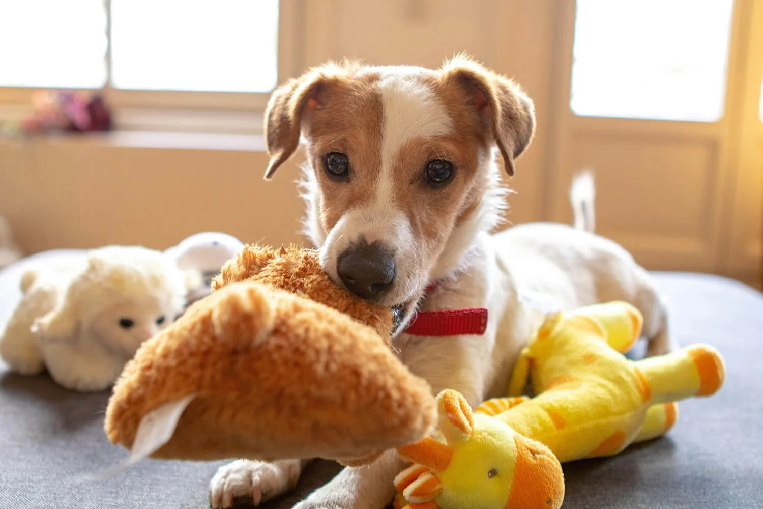 Content dog receiving in-home care from Five Paws pet sitters