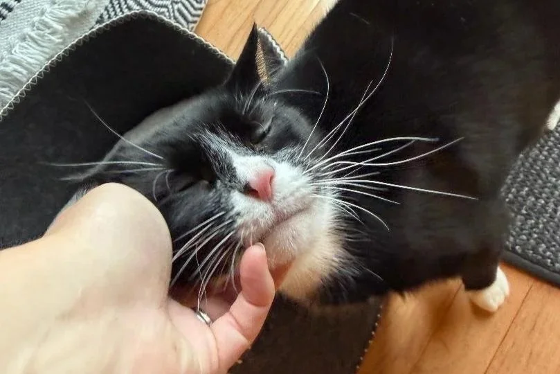 Relaxed cat enjoying cuddles from a Five Paws professional pet sitter