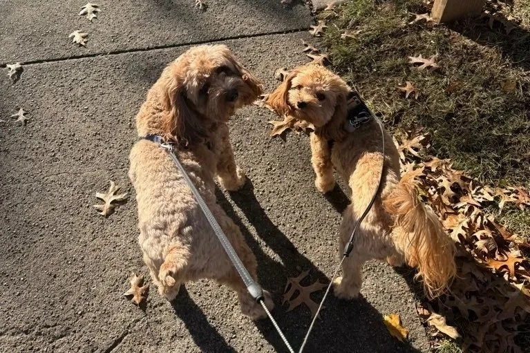 Professional walking for two dogs in Delaware County, PA. Experienced dog walkers provide safe, reliable exercise and daily updates for your peace of mind.