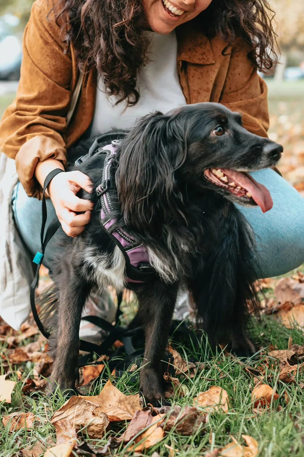 Friendly dog enjoying trusted dog walking services in Glen Mills, PA