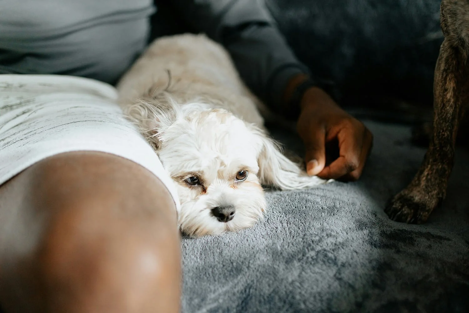 Well-loved dog in Broomall, PA receiving trusted in-home care from Five Paws.