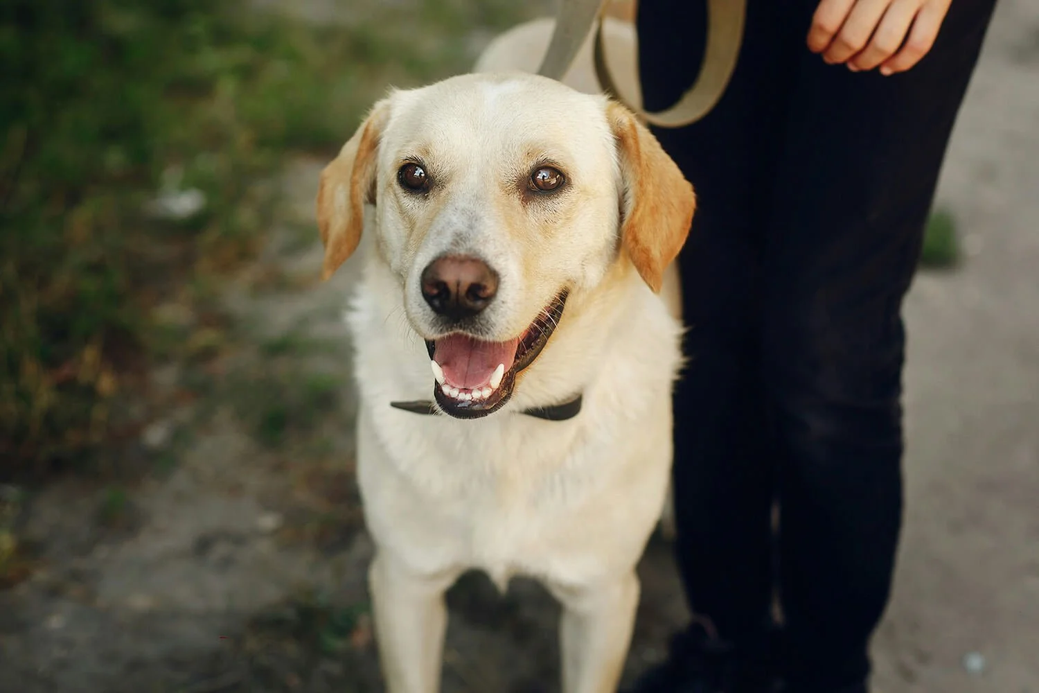 Happy dog enjoying daily walk by professional dog walker in Aston, PA.