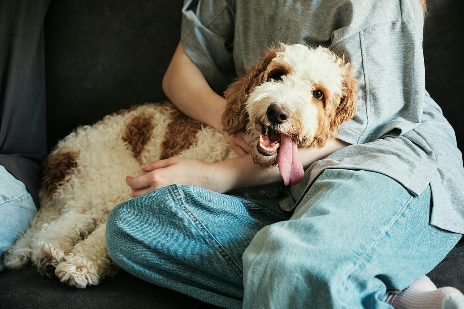 Content dog resting peacefully during an in-home pet sitting visit in Glen Mills, PA