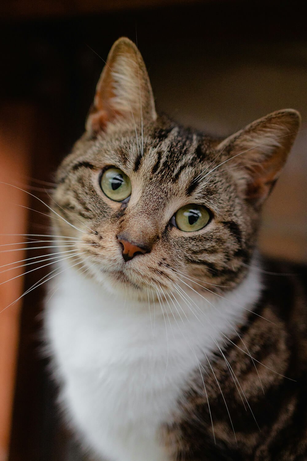 Content cat resting peacefully during an in-home pet sitting visit in Newtown Square, PA.