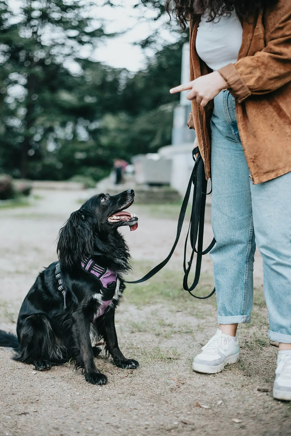 Relaxed family dog cared for by Five Paws professional pet sitters in Newtown Square, PA