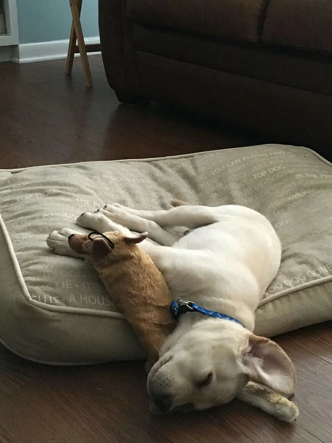 Relaxed family dog resting comfortably at home in Aston, PA.