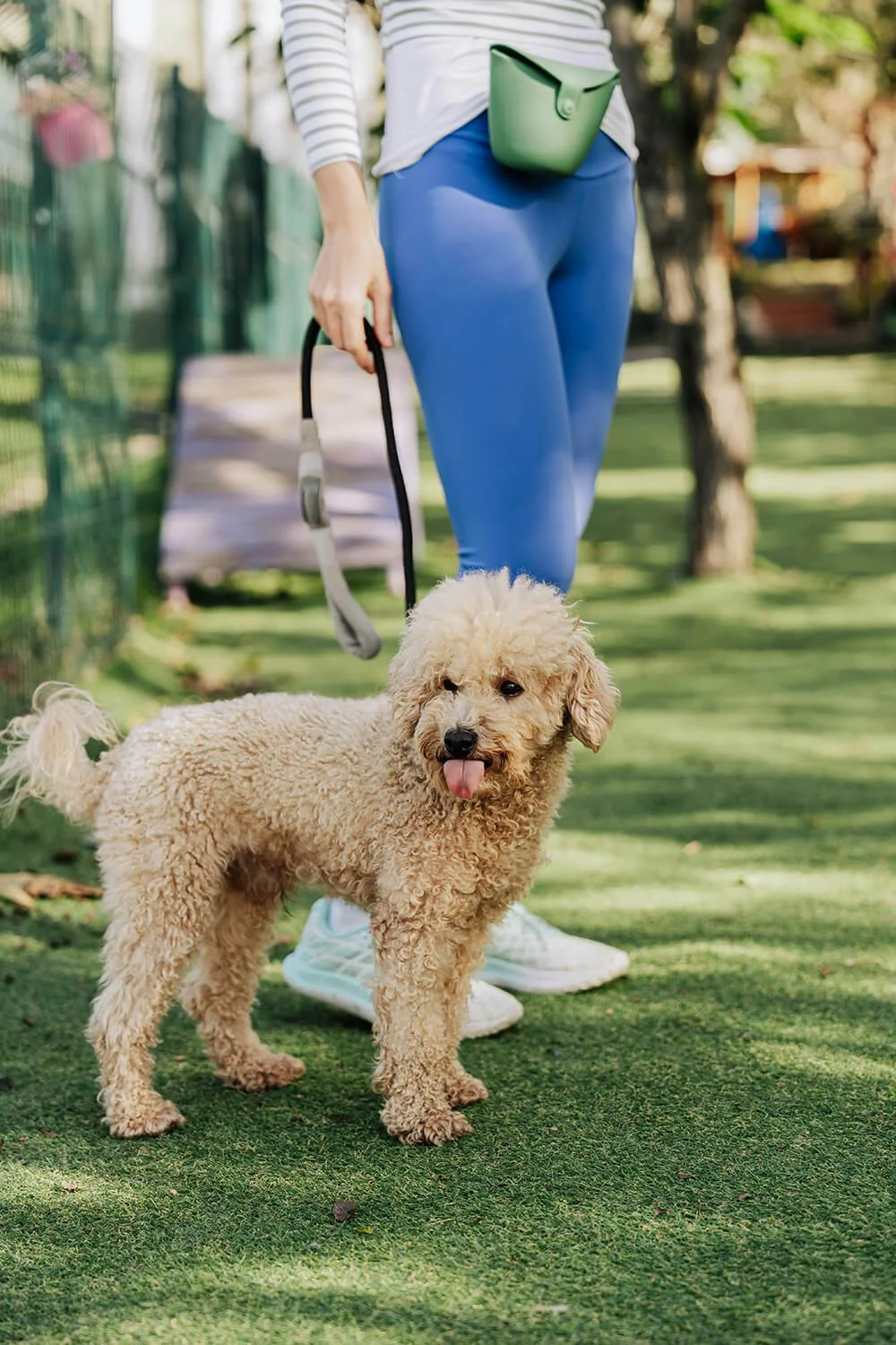 Relaxed family dog cared for by Five Paws professional pet sitter in Drexel Hill, PA