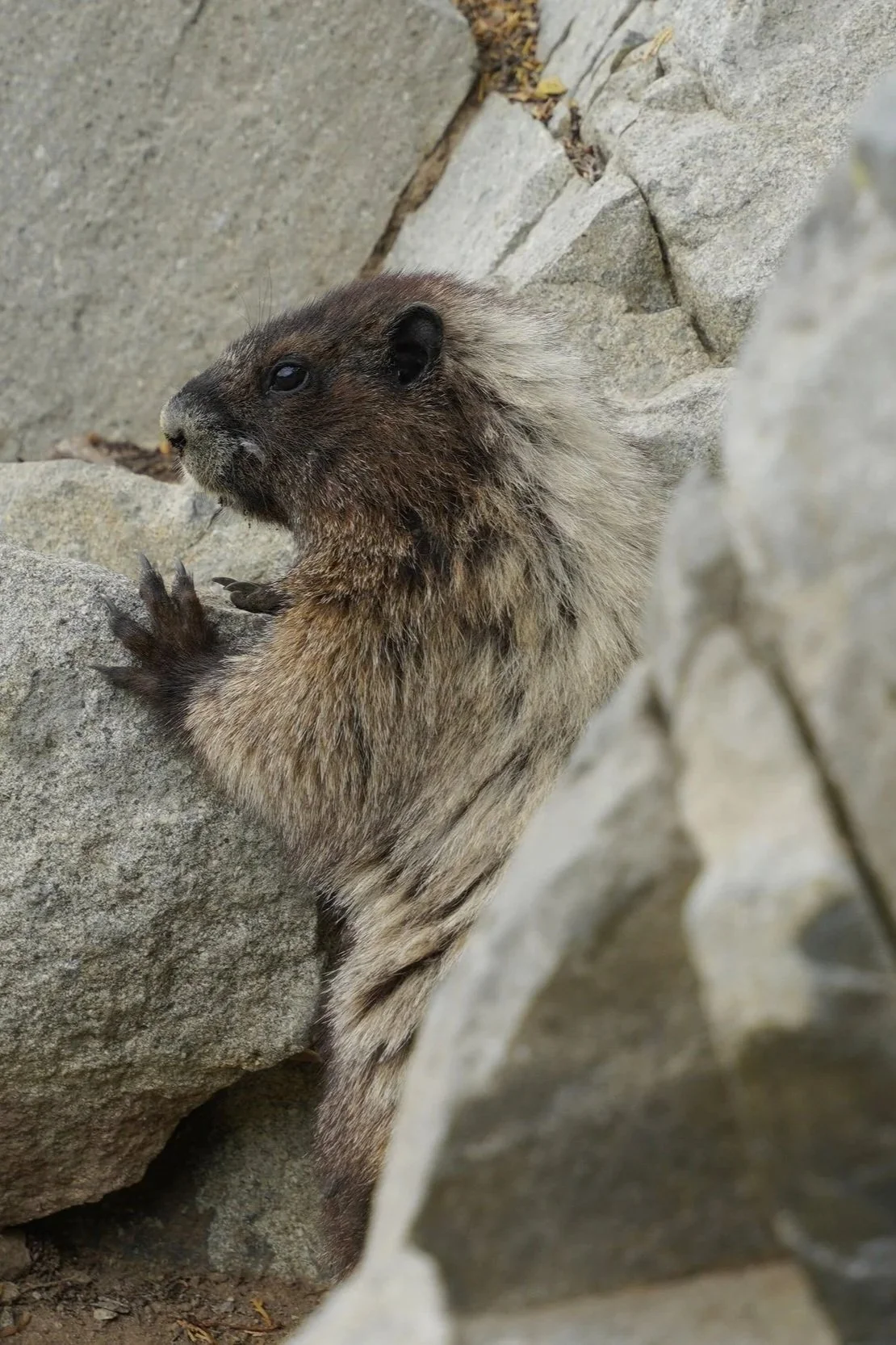 Mt. Rainer National Park, Seattle