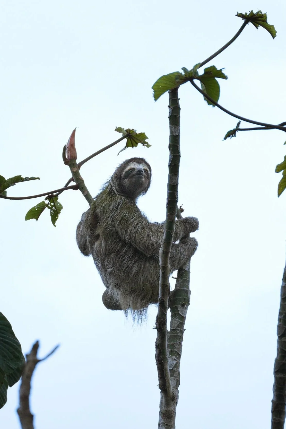 Bocas Del Toro, Panama