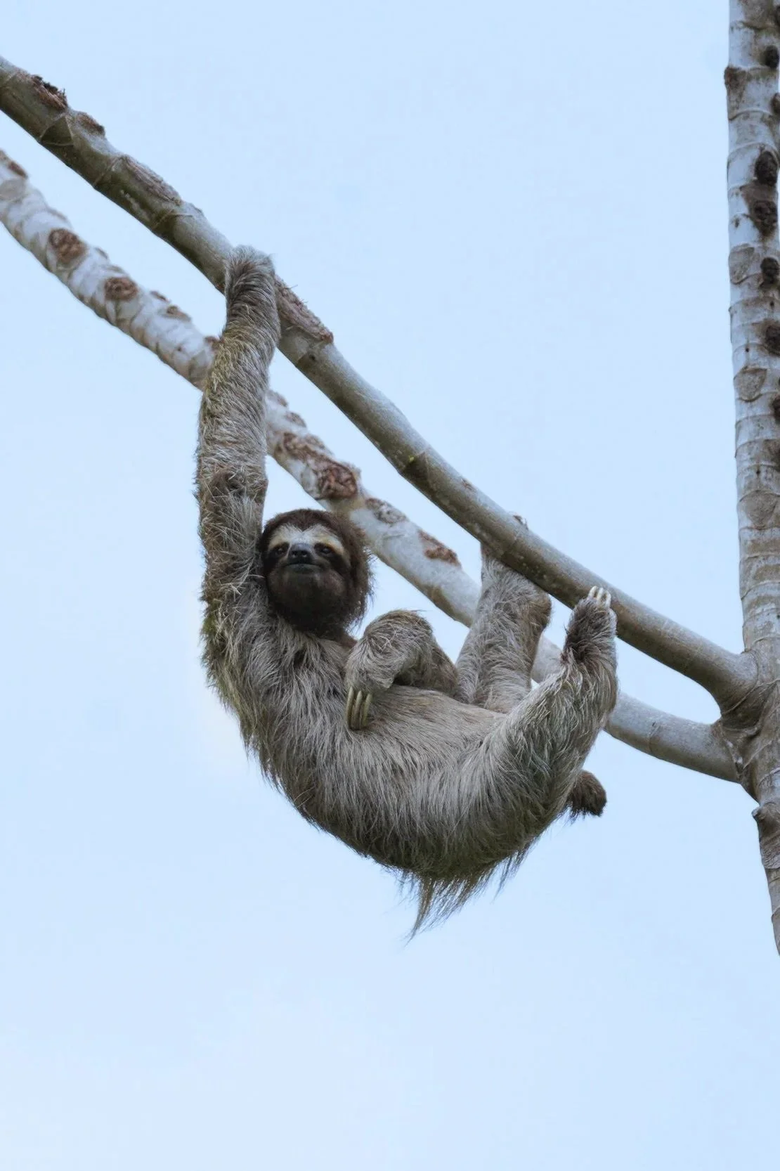 Bocas Del Toro, Panama