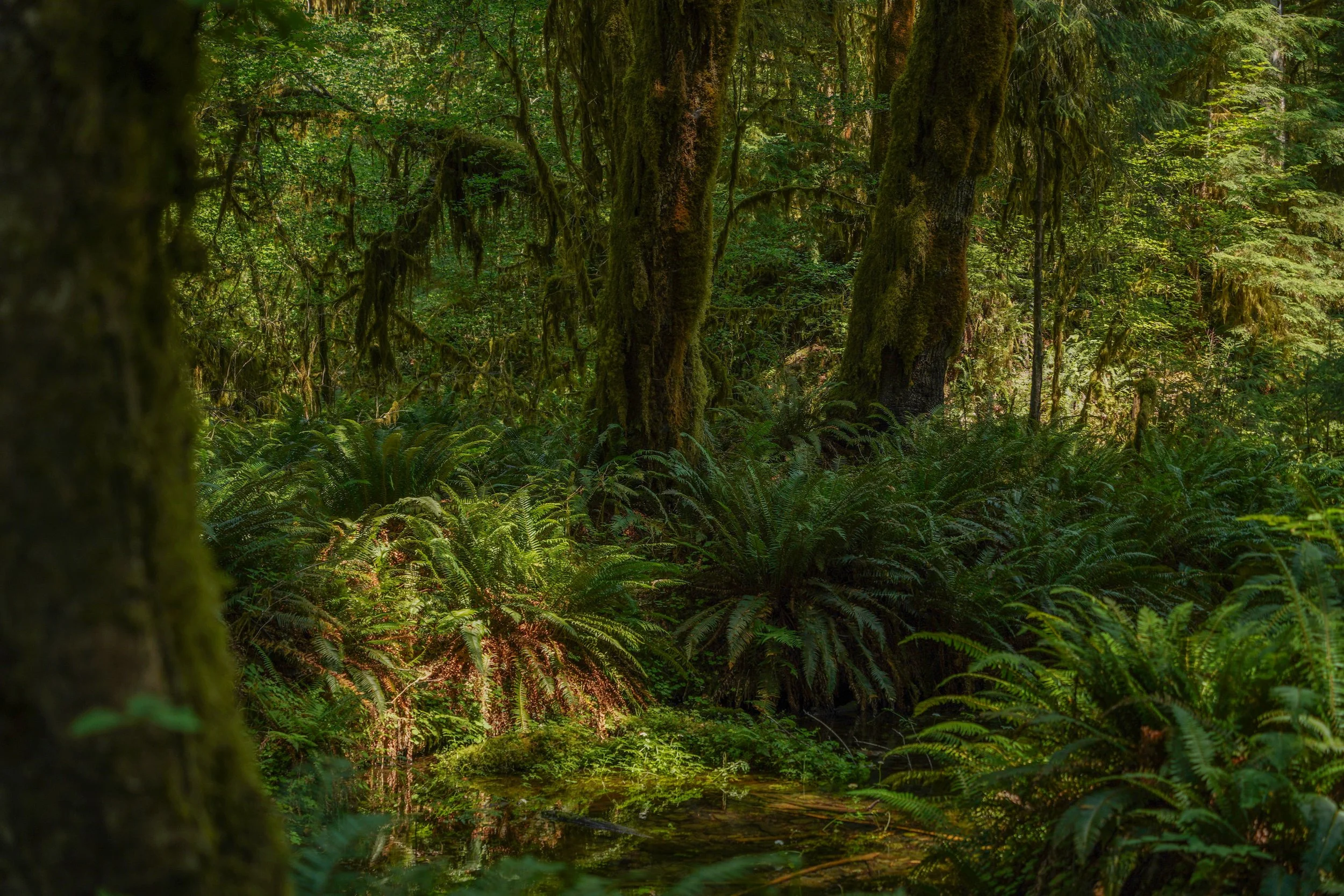 Olympic National Park, Seattle