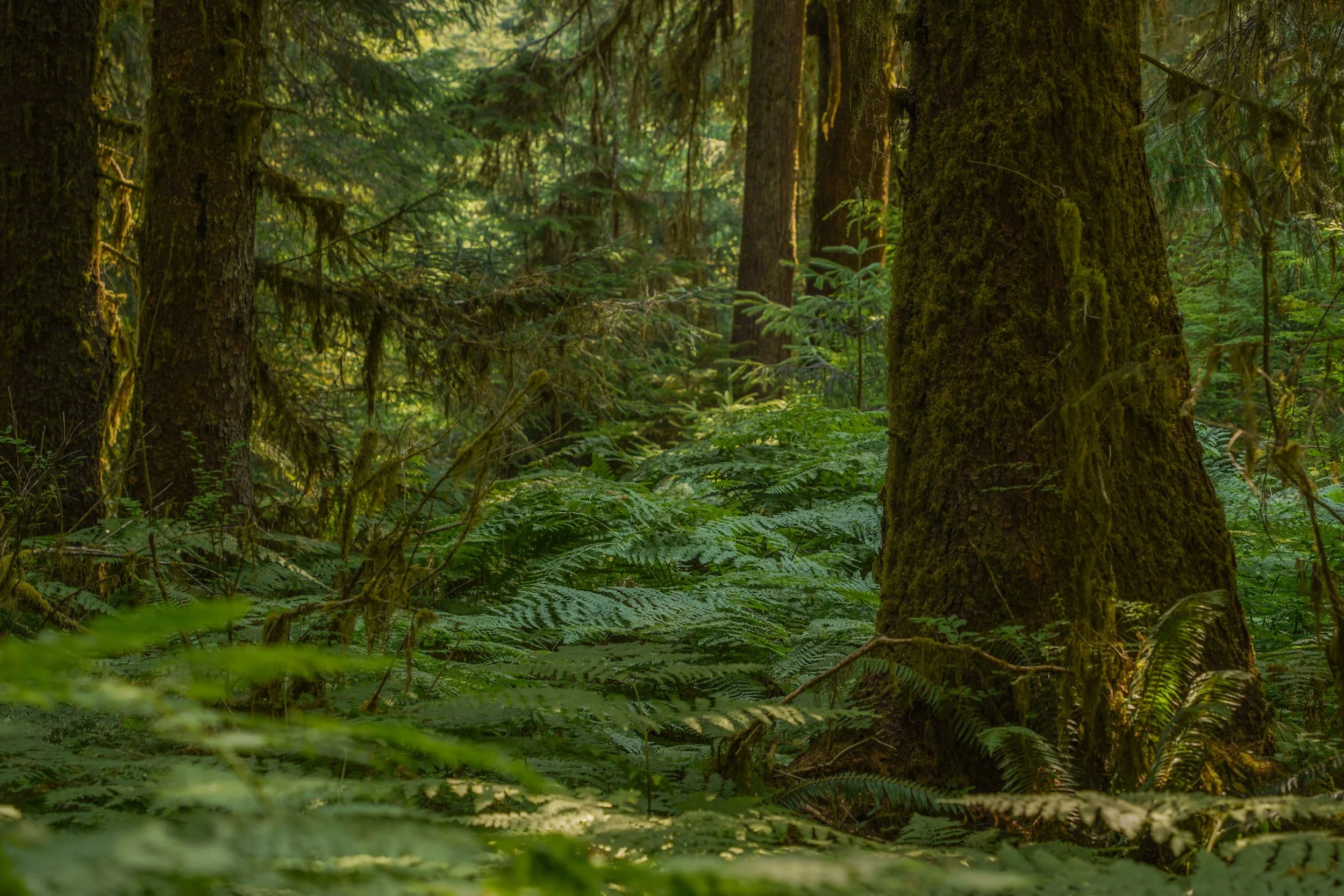Olympic National Park, Seattle