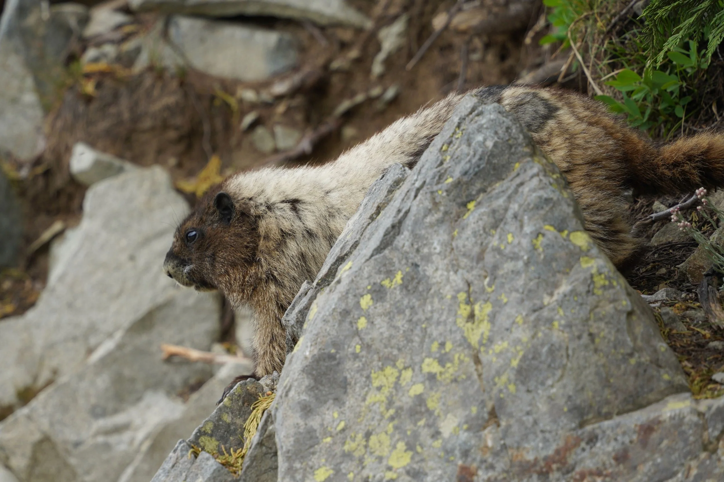 Mt. Rainer National Park, Seattle