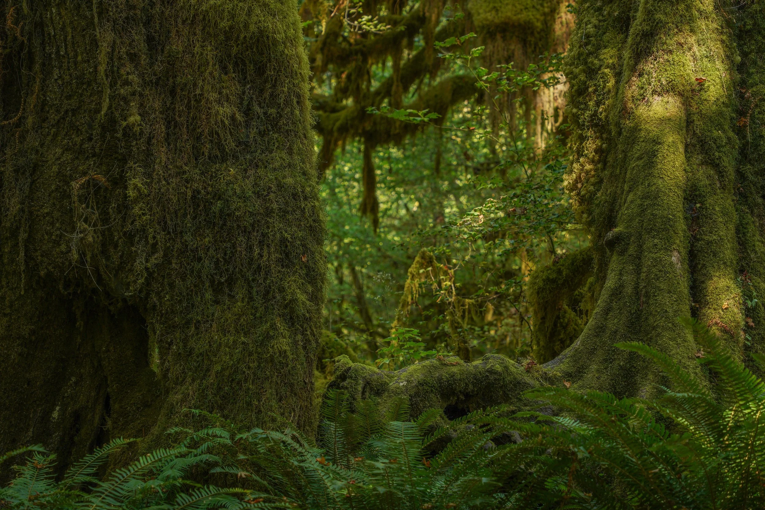 Olympic National Park, Seattle