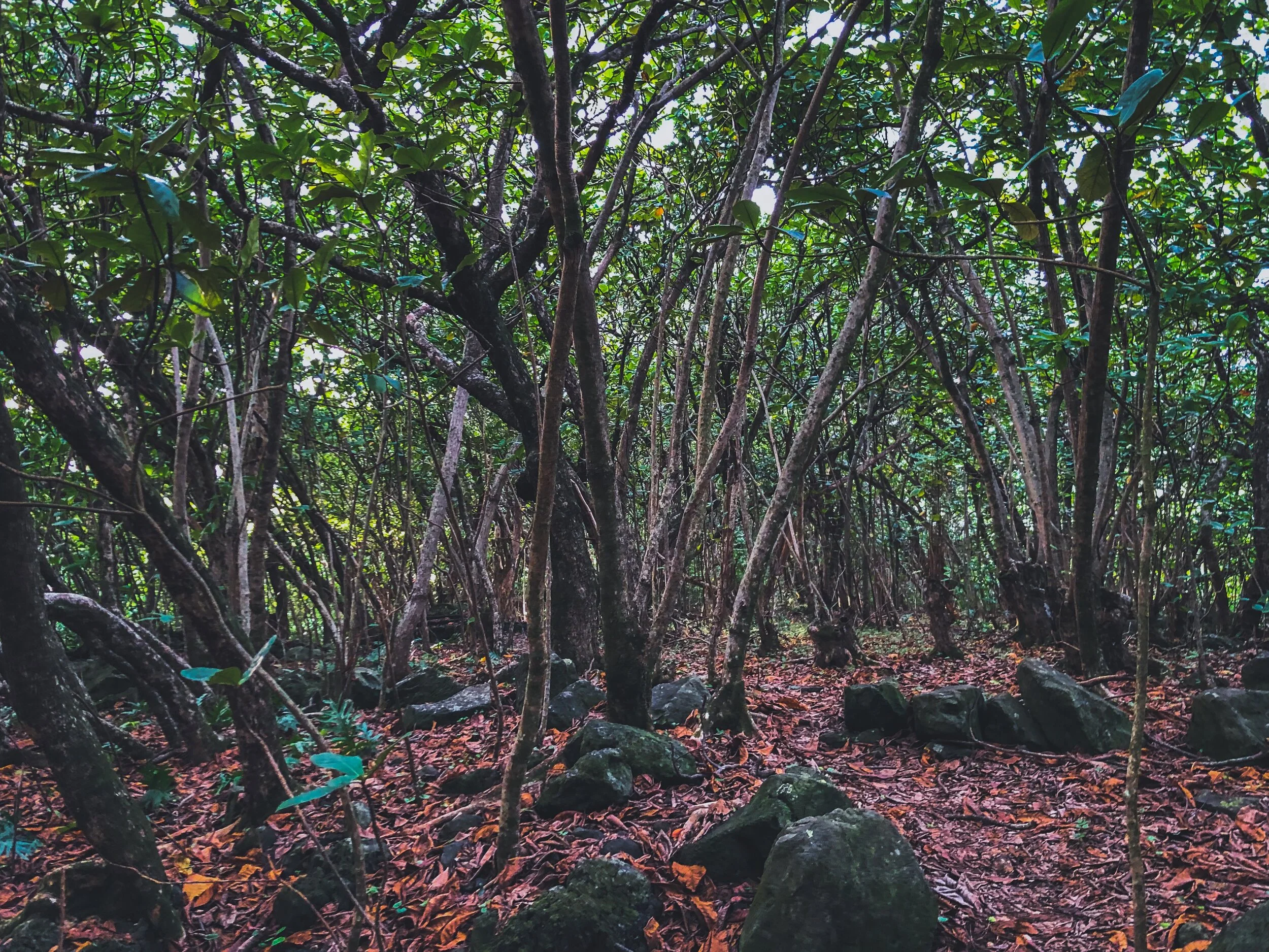 4629D980-C00C-42A5-B8B3-F3065B2E7104.jpeg
