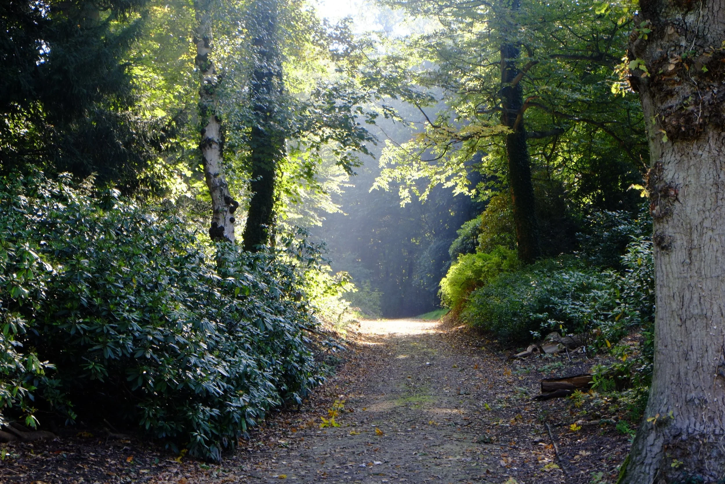 Go for a walk