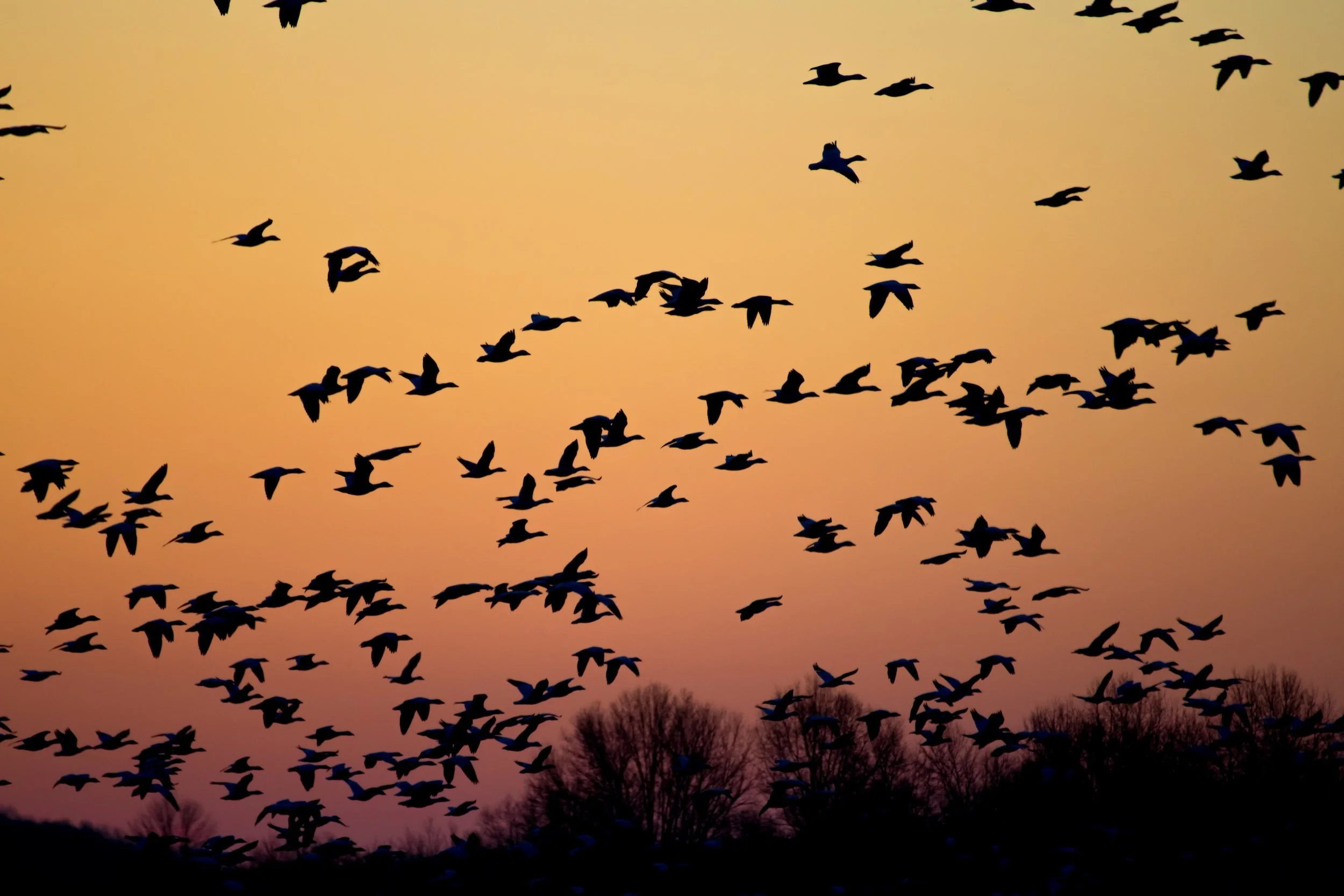 Birdsong and birdwatching boosts mental health
