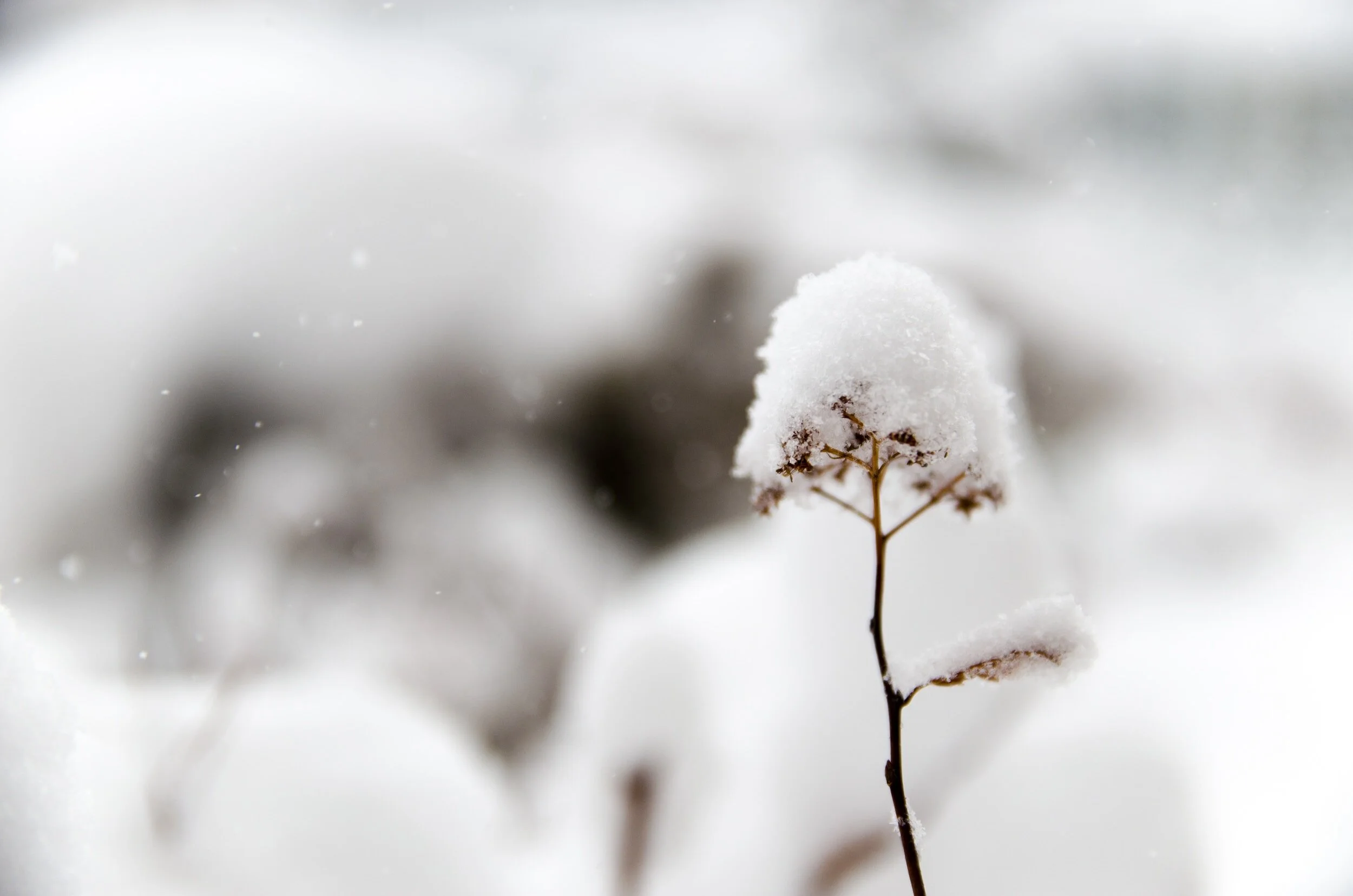 Creating winter interest in the Midwest garden
