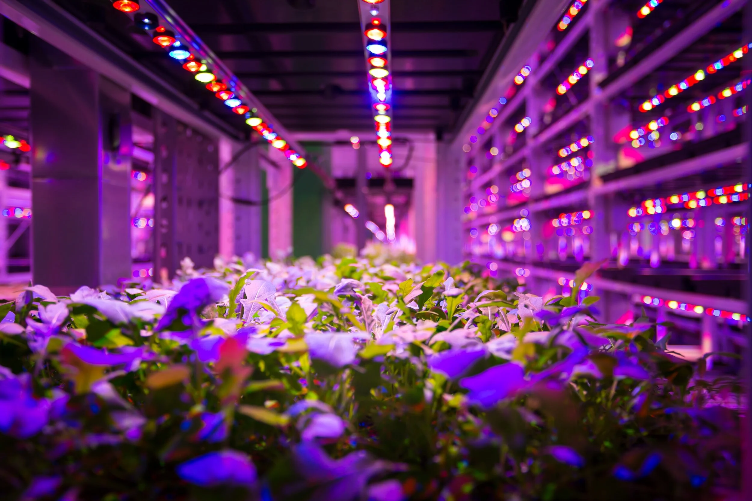 Food could be free, or the future of indoor farming?