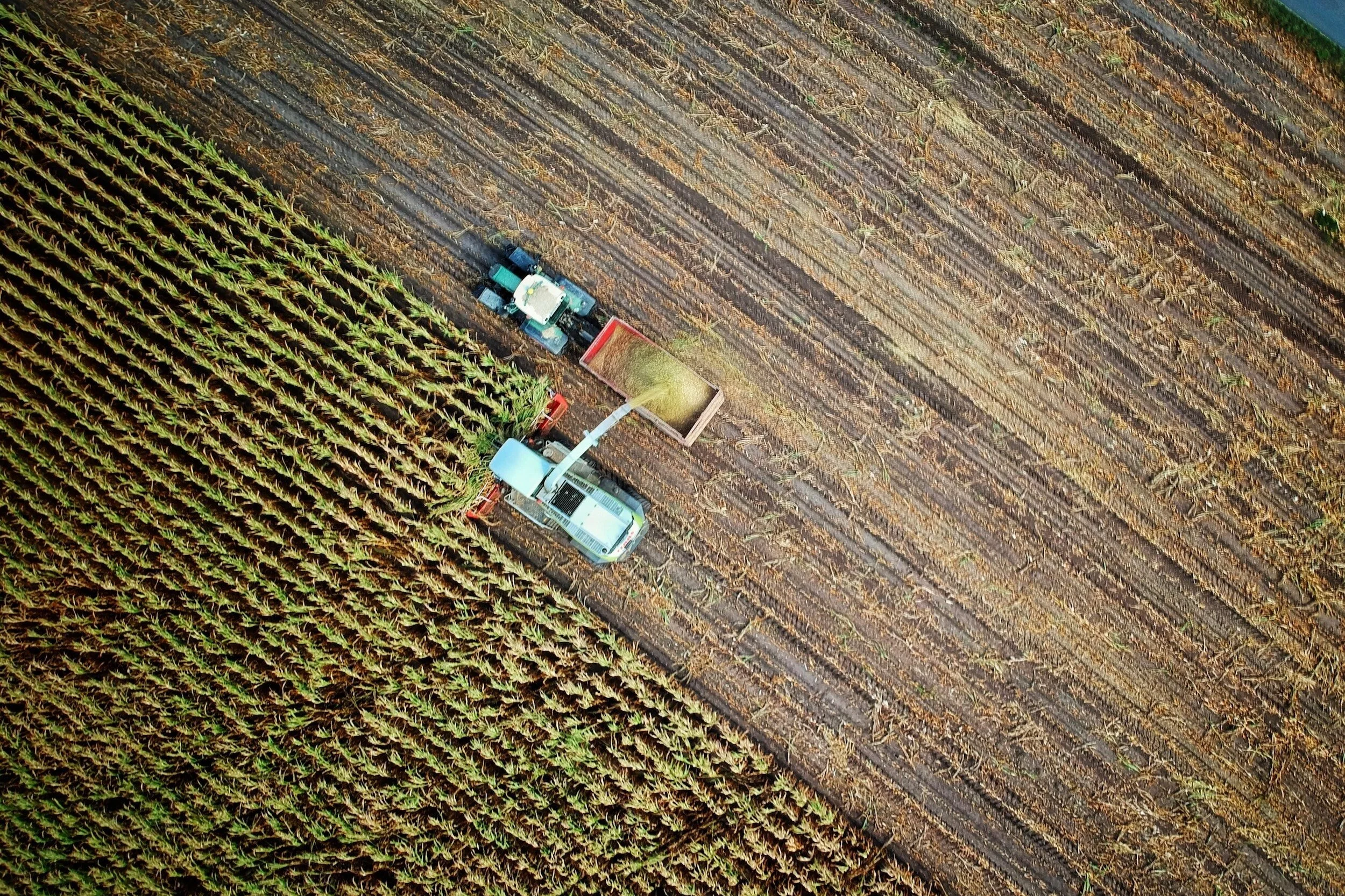 Seed to plate: can blockchain revolutionize food sourcing?