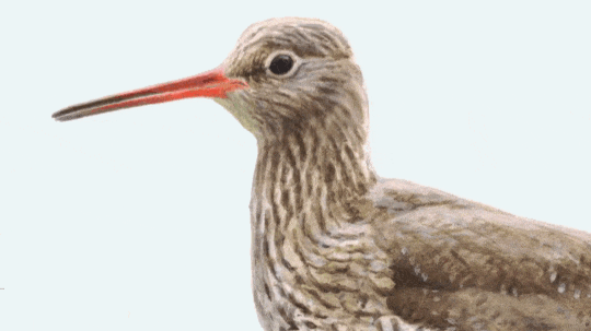 Vogelbescherming