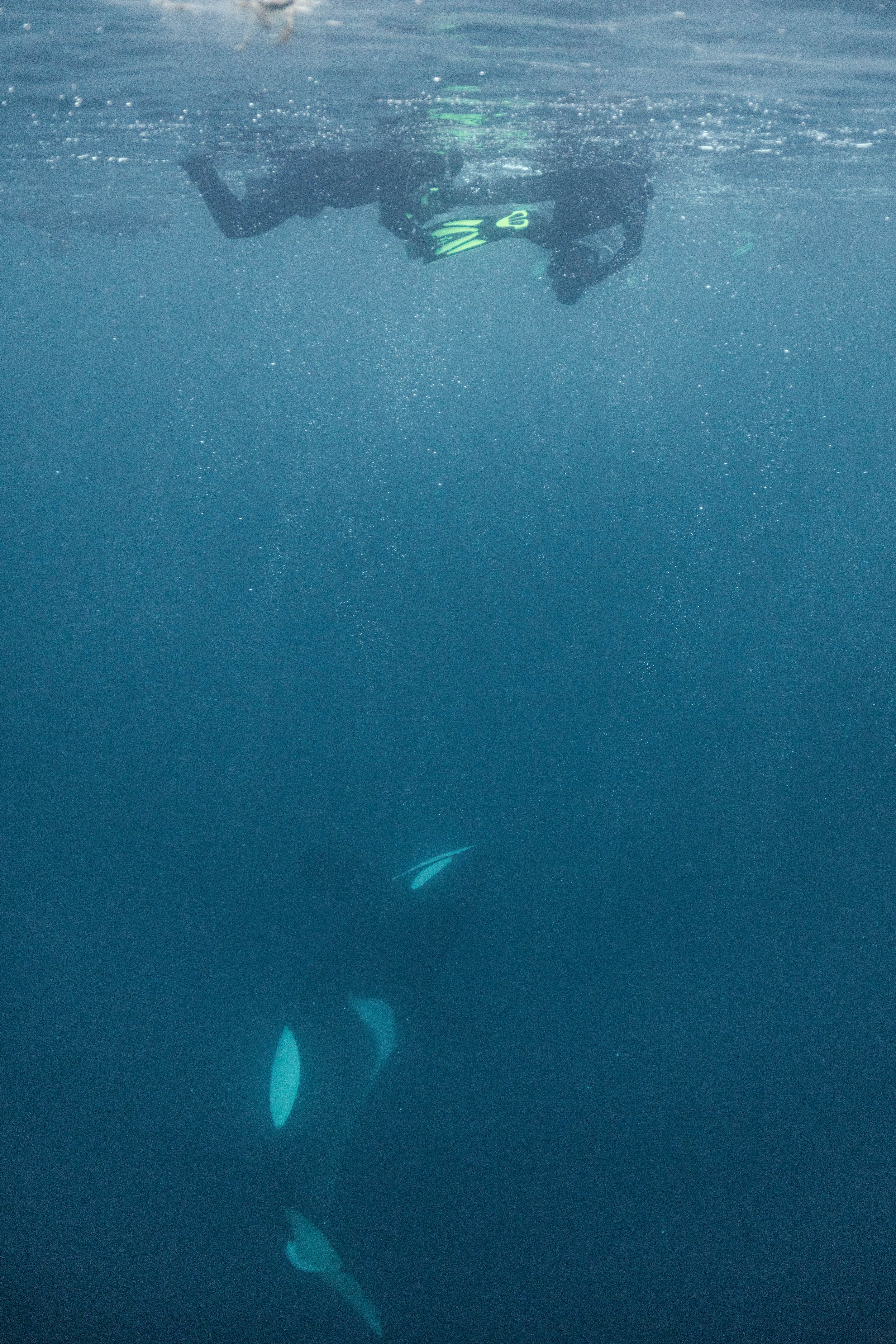 orca with snorkellers_.jpg