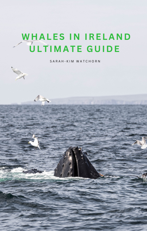 Whale watching in Ireland guide