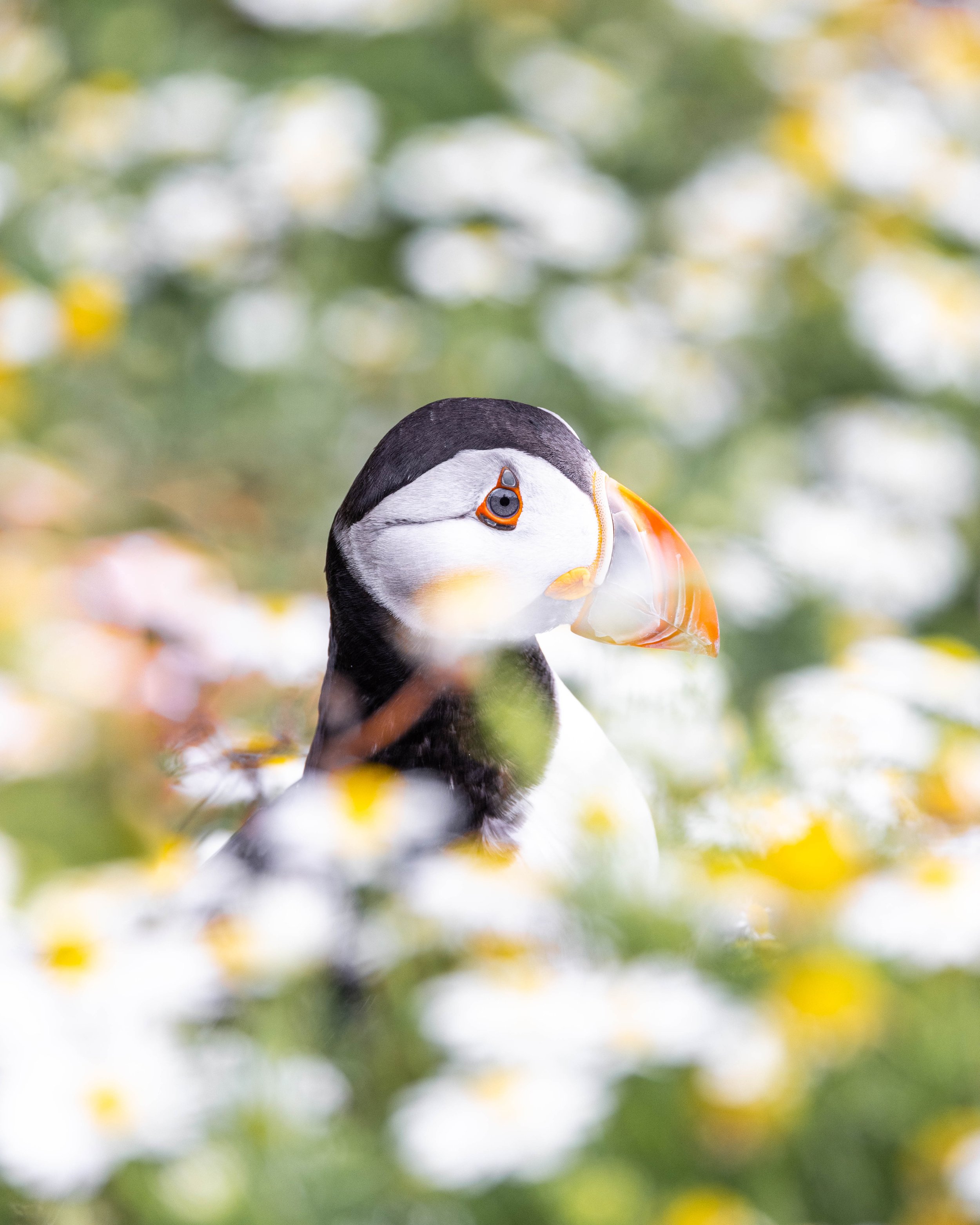 puffin in daisies_.jpg