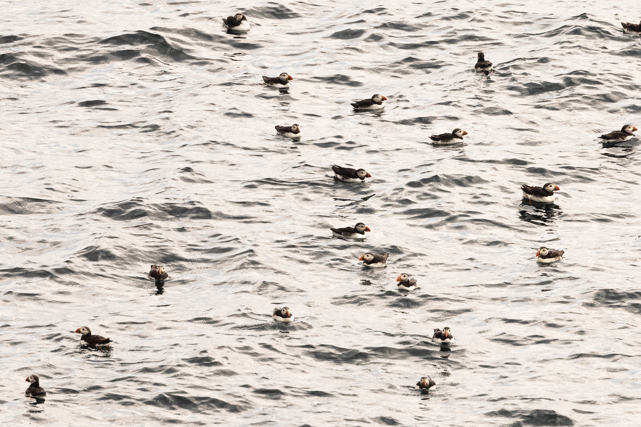 puffins on the water landscape_.jpg