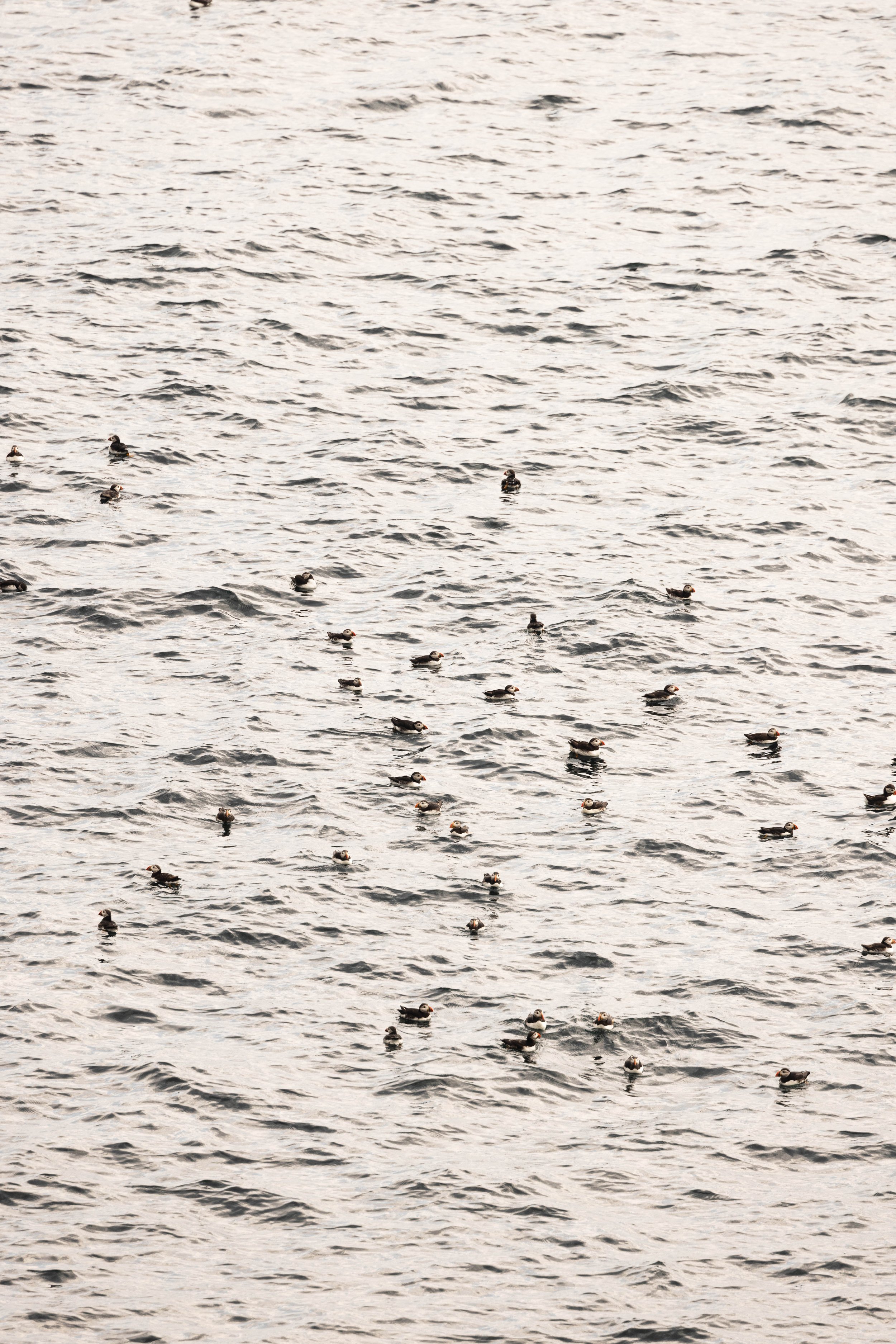 puffins on the water_.jpg