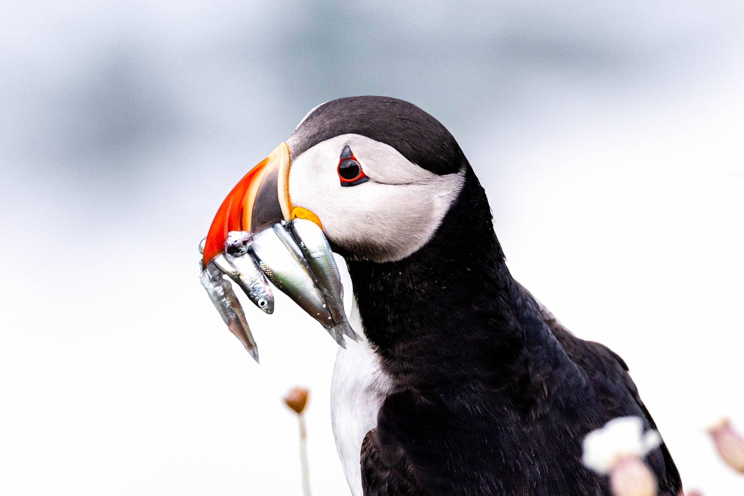 9. puffin with fish. .jpg