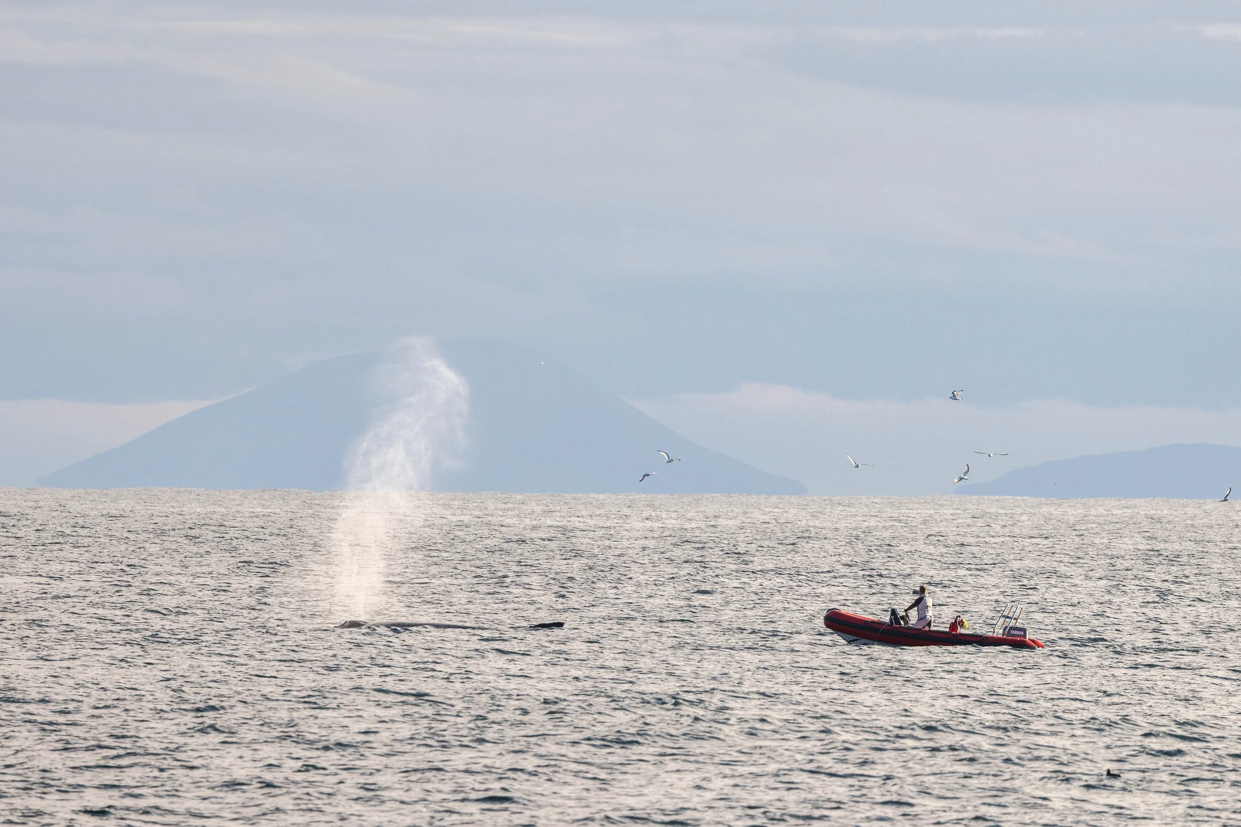 11. humpback. blow.jpg