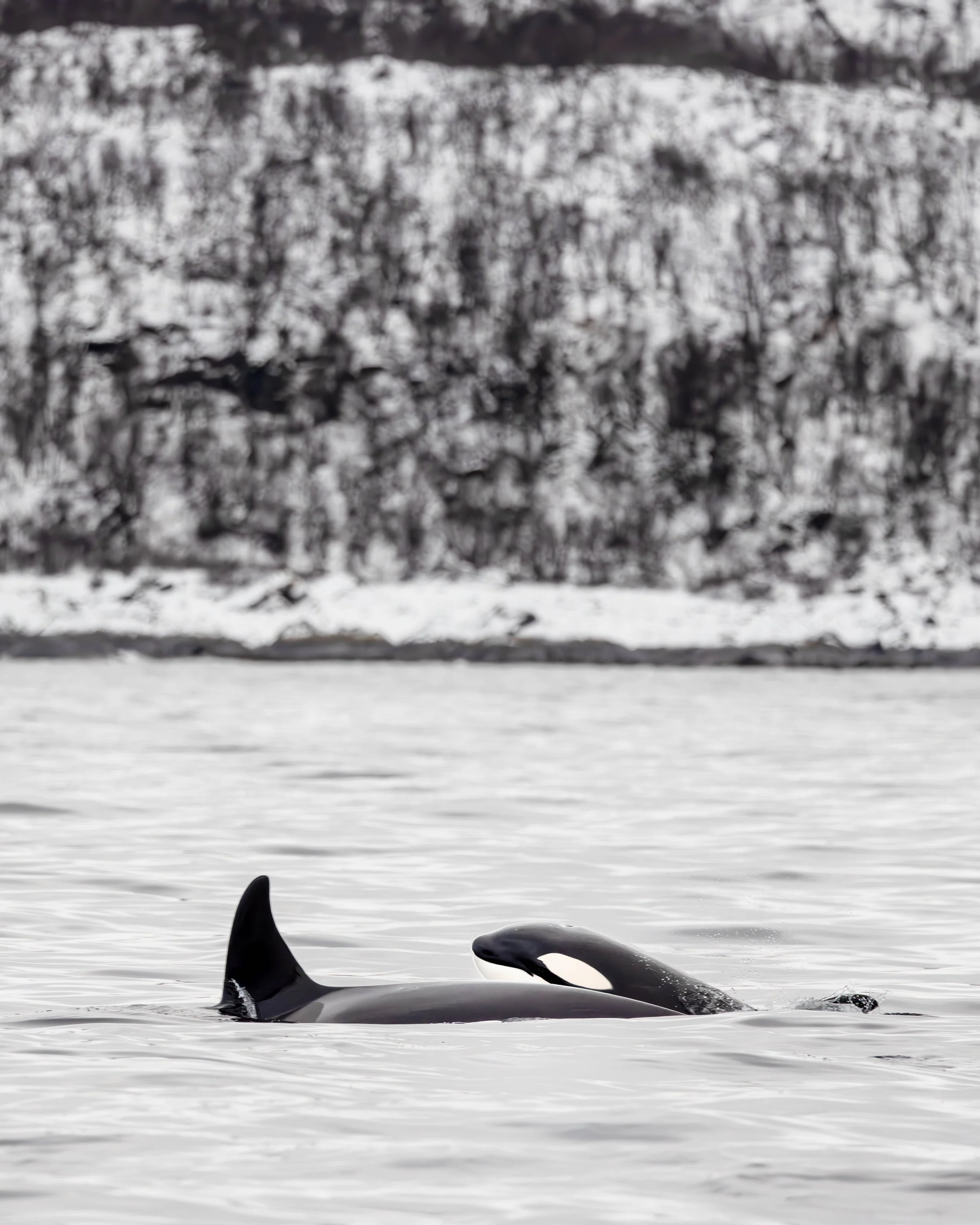 orca bbay_.jpg