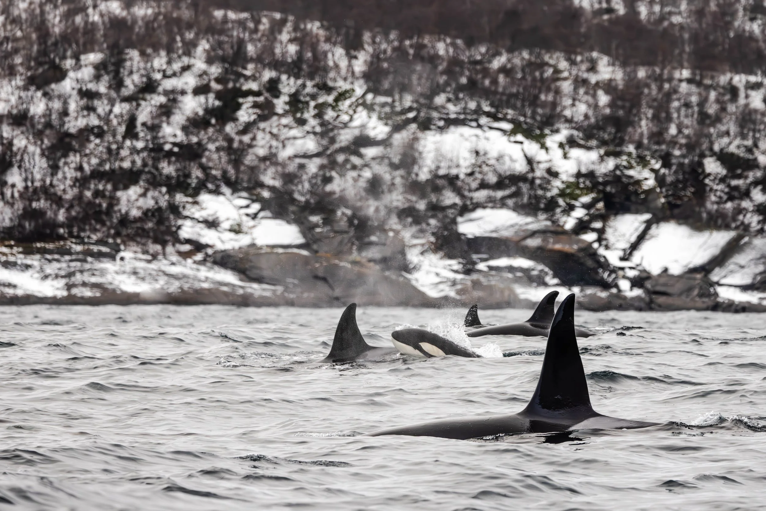 orca group_.jpg