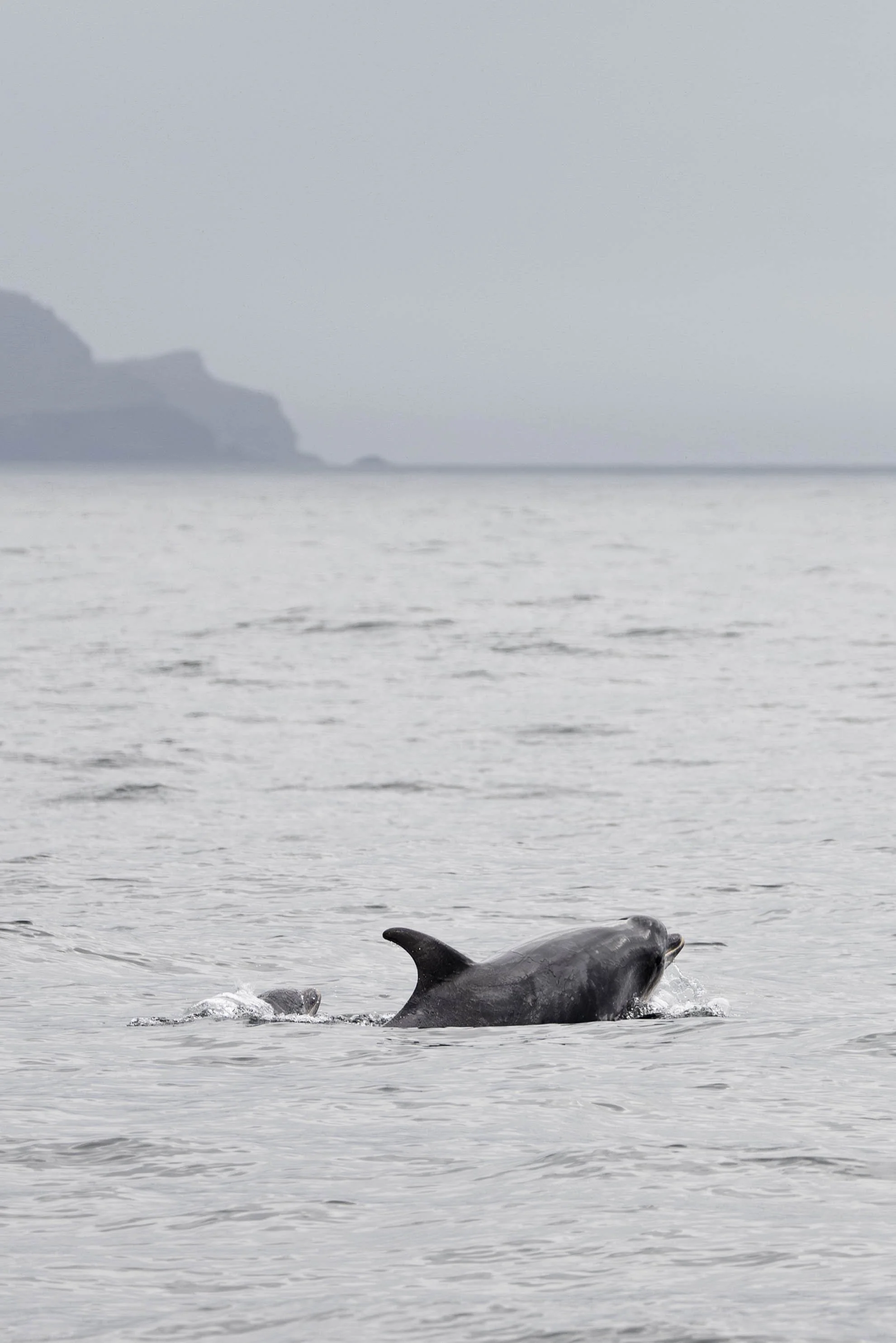 bottlenose dolphins_-2.jpg