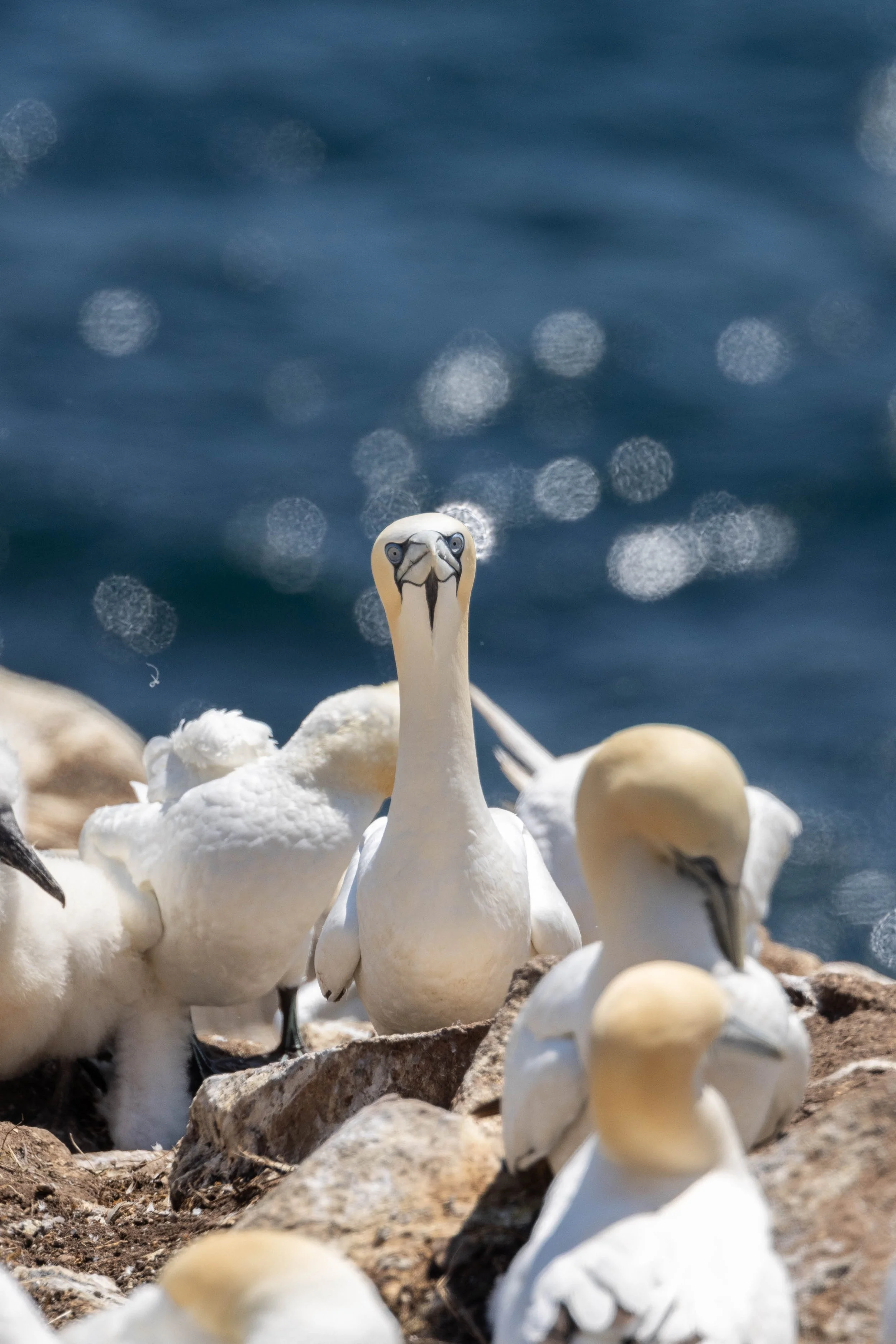 gannets on rock_-4.JPG