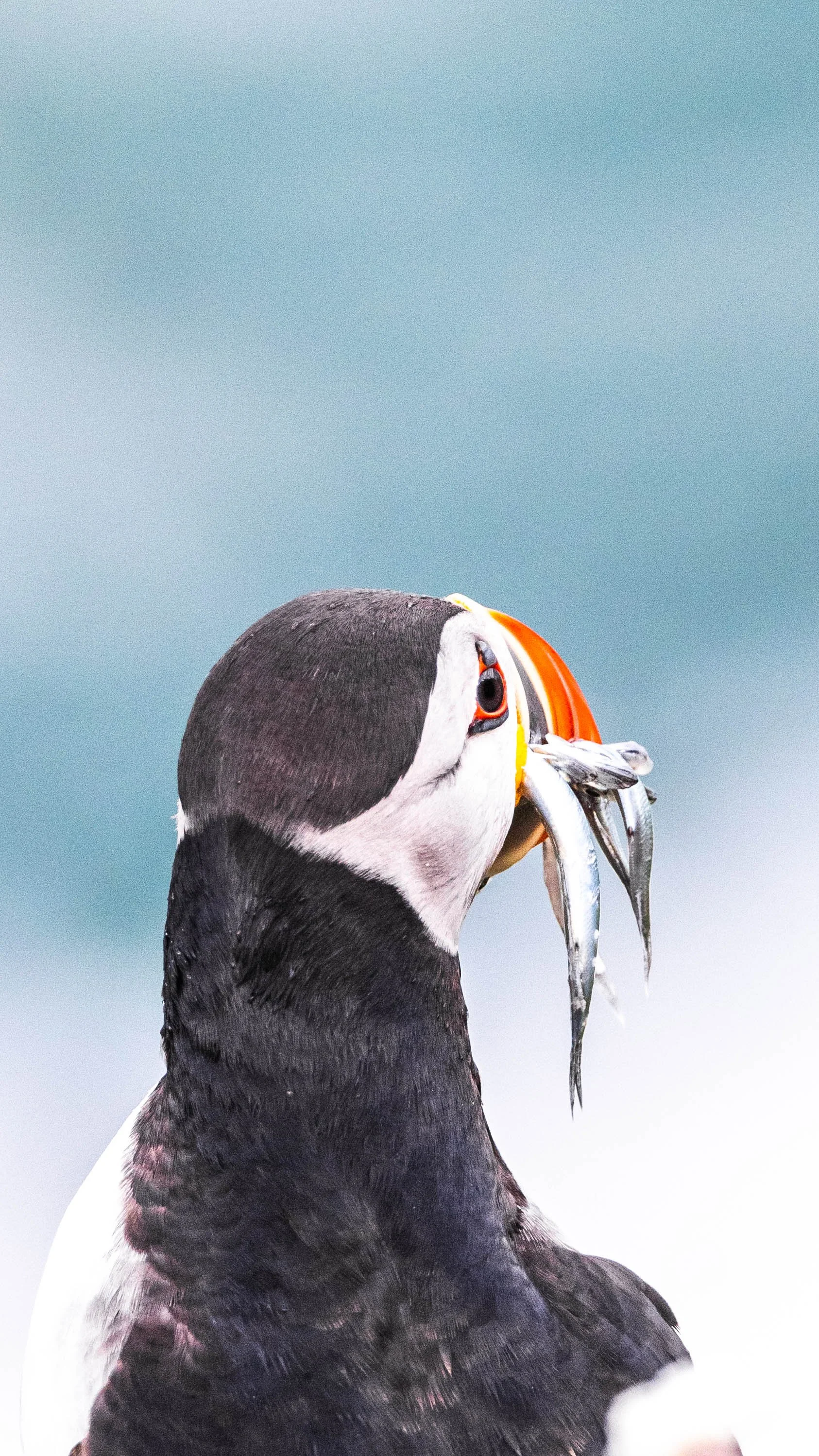 puffin story with fish_.jpg