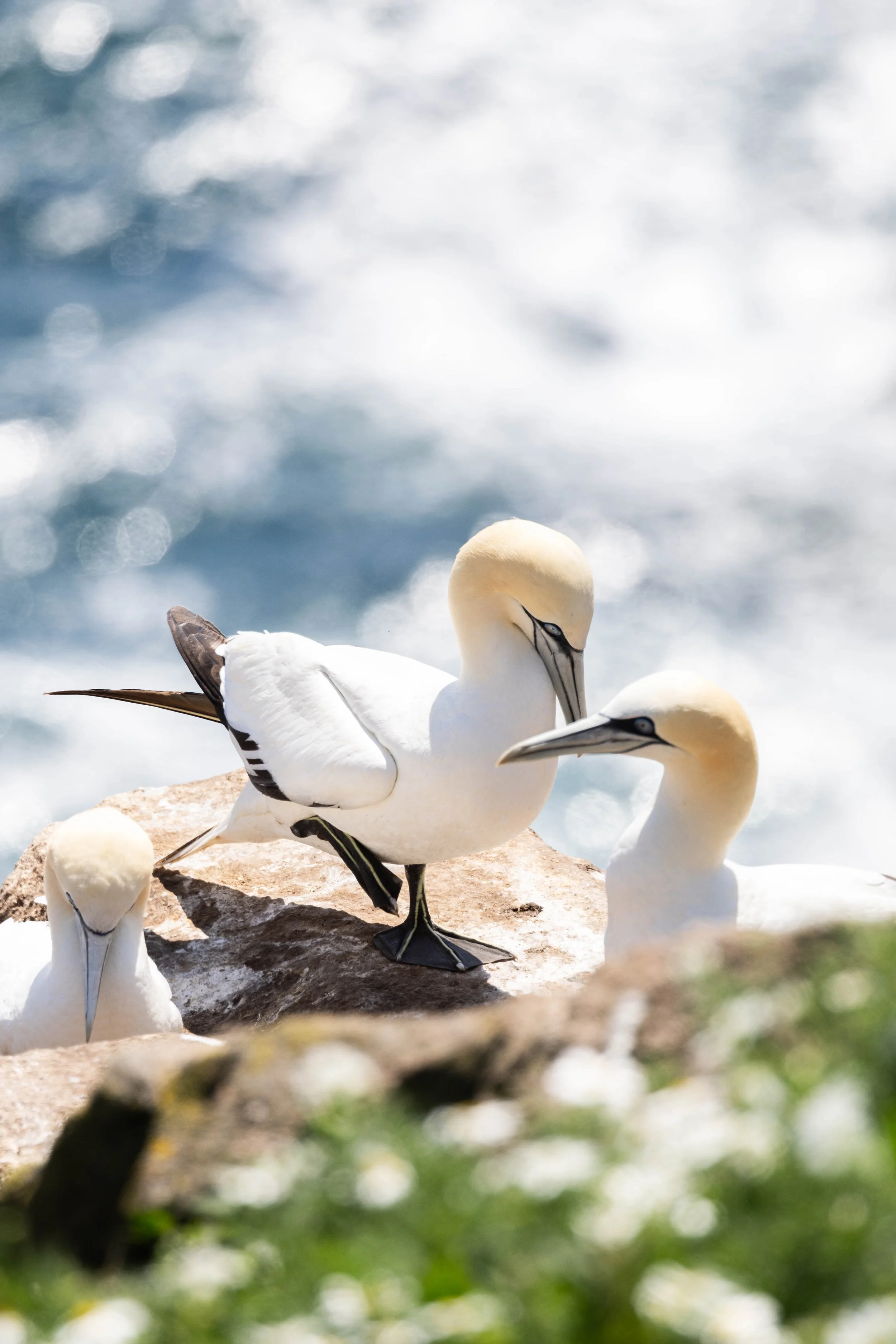 gannet 1-4.JPG