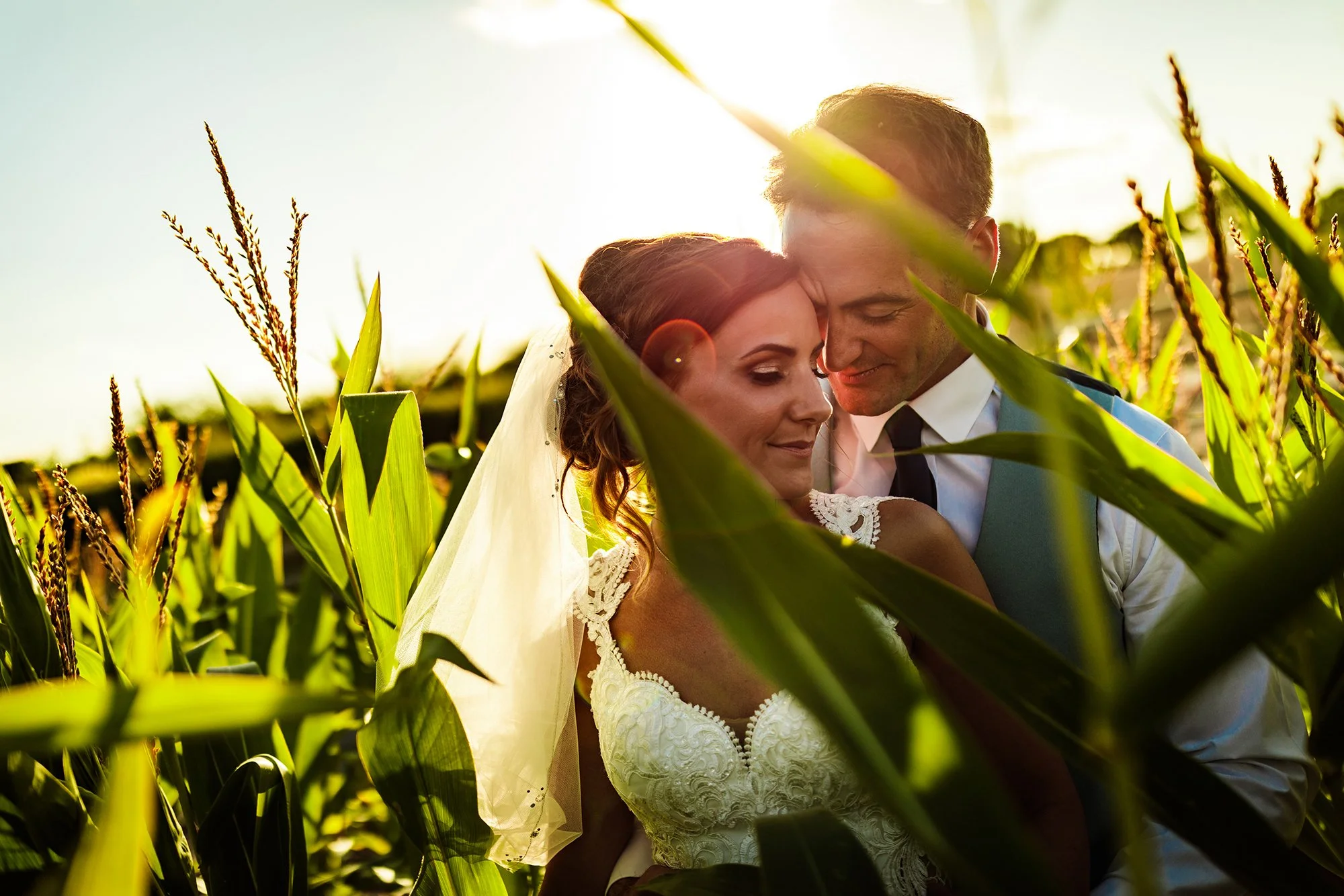 A bride and groom in wedding attire sharing an intimate moment in a cornfield during sunset.