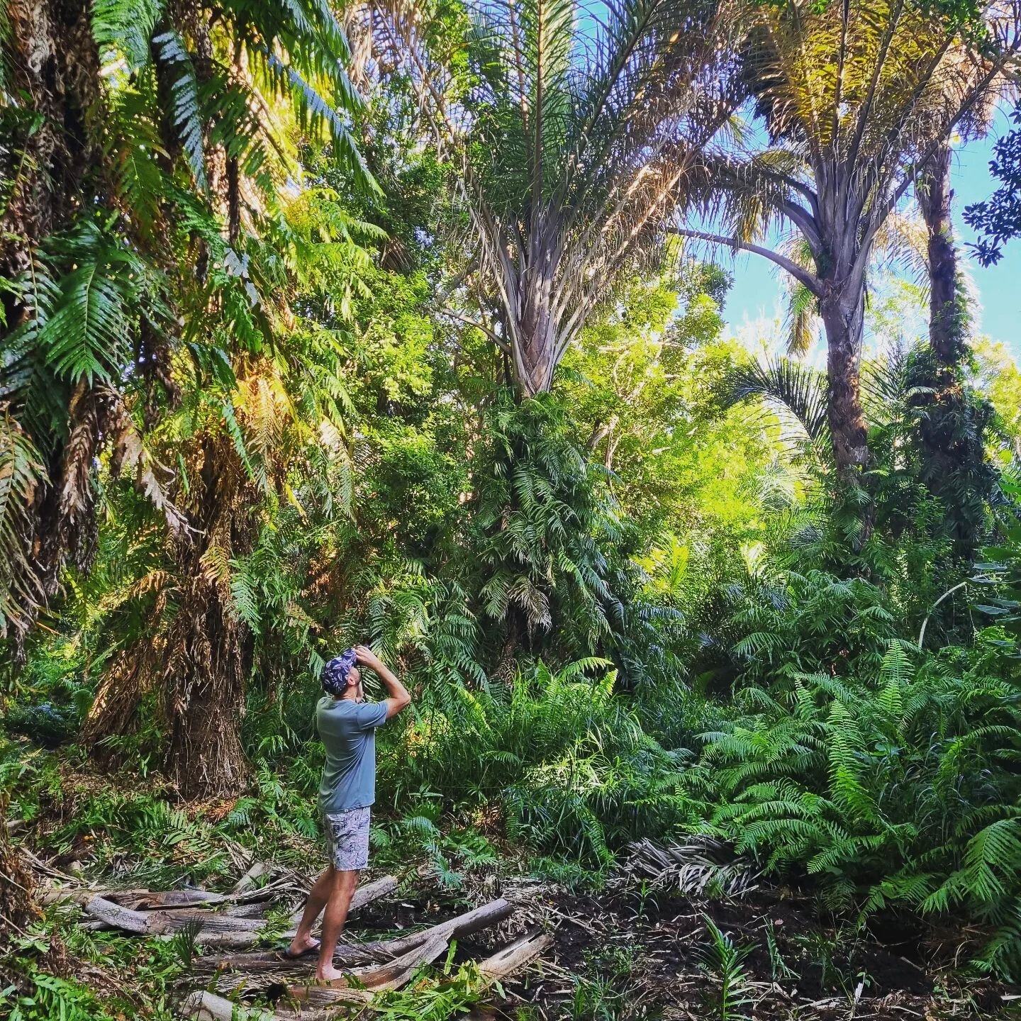 Hunting Palm-nut Vultures in the raffia palm forests of Kosi Bay .. one of my favourite corners of SA.
From here it's one long coastal drive back to Cape Town!