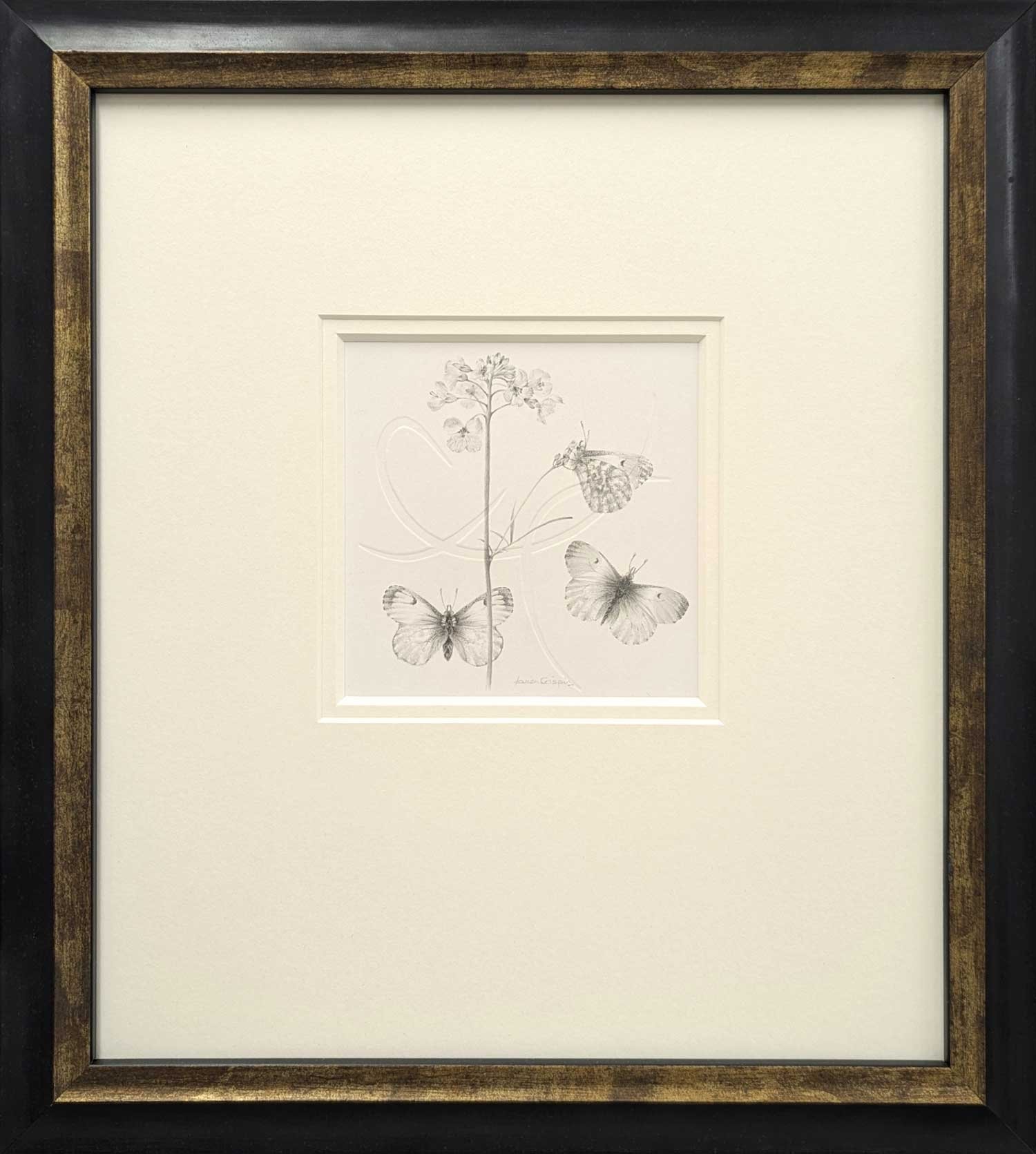 Louisa-Crispin-Study-of-a-Lawnflower-005-~-Cuckoo-Flower-with-Orange-Tip-Butterfly-framed-39x35x2cm.jpg