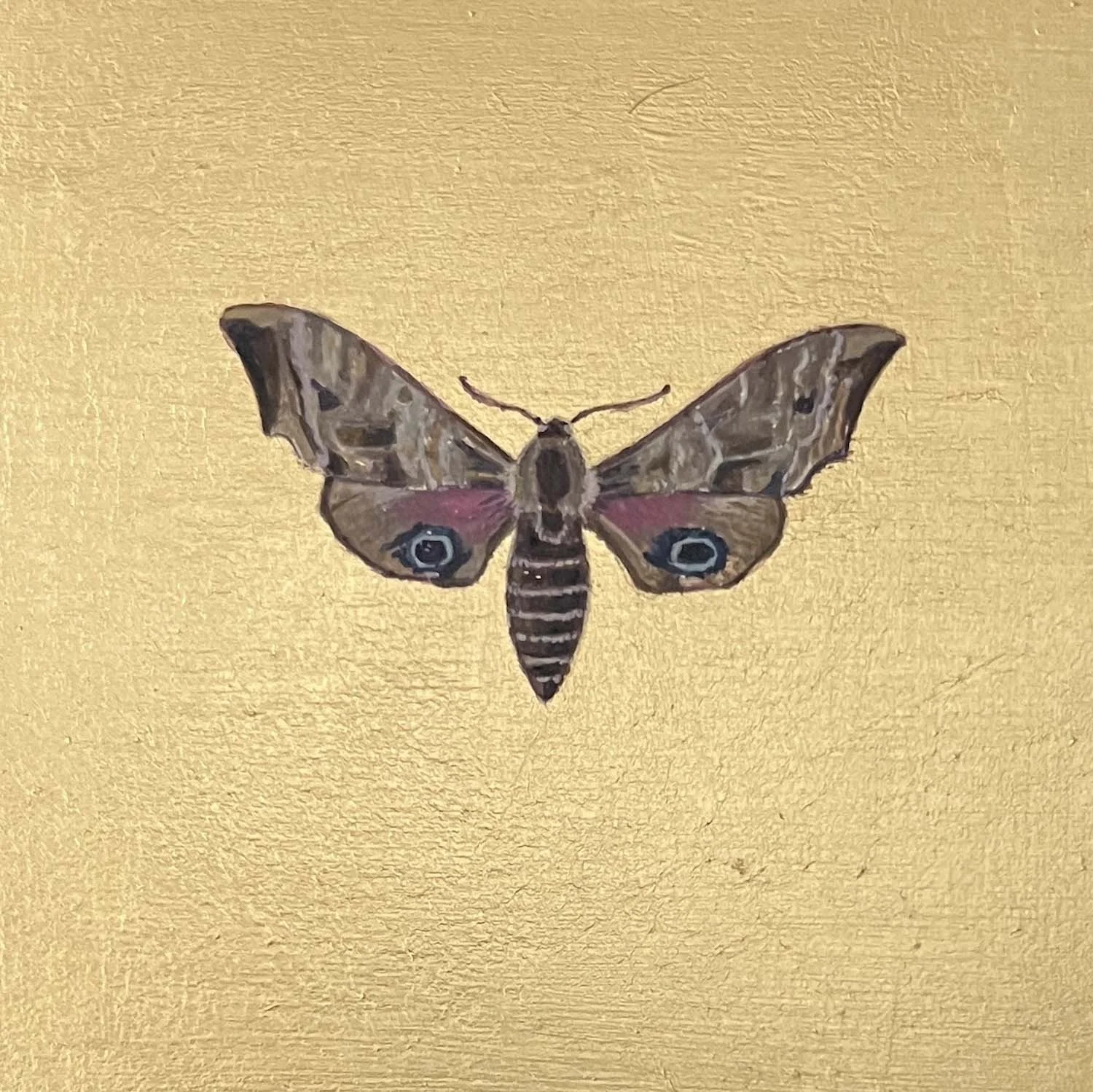 Mariella Baldwin - Eyed Hawk Moth