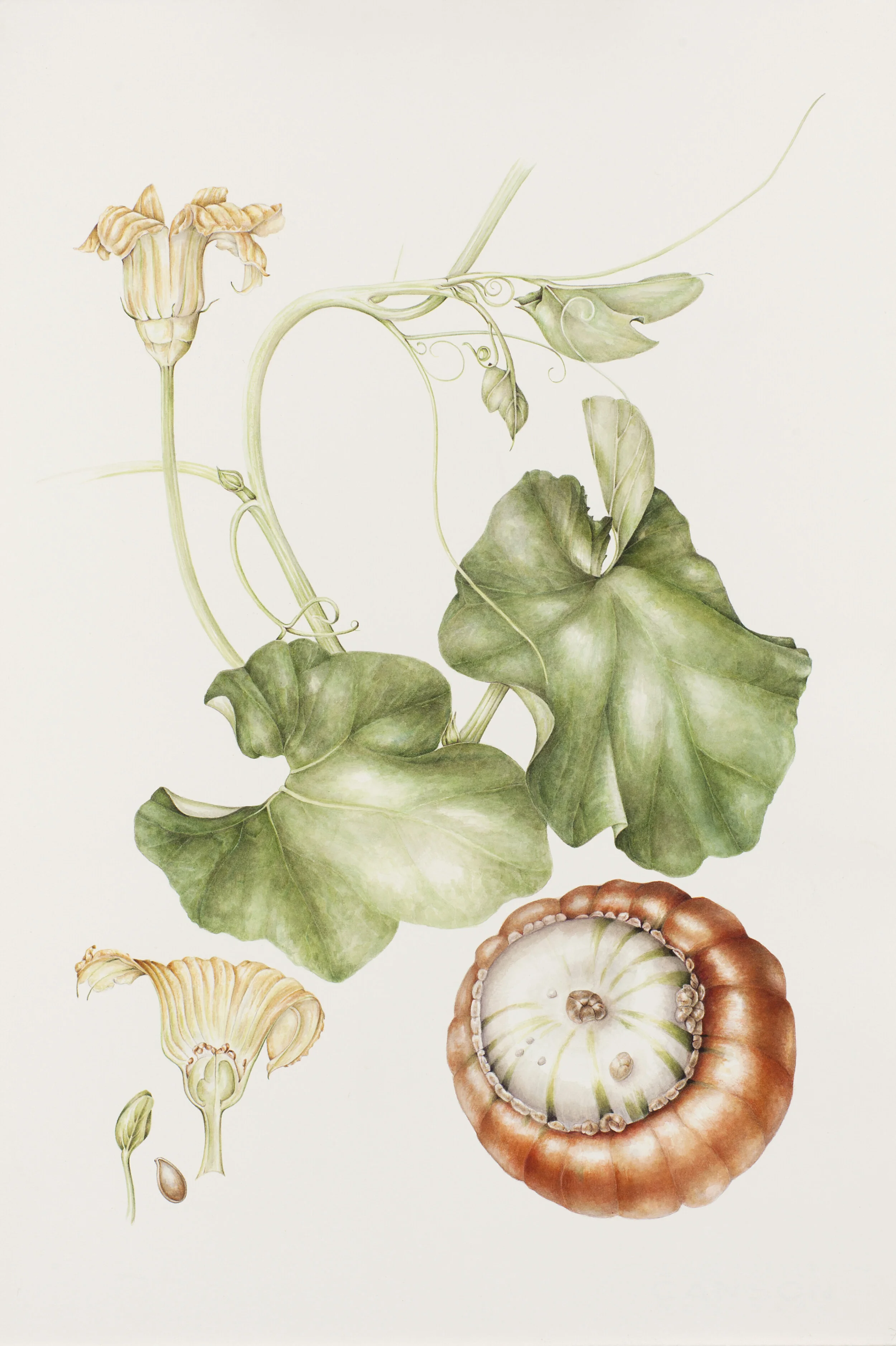 Mariella Baldwin - Cucurbita Maxima 'Turk's Turban'  Pumpkin. (Cinderella)